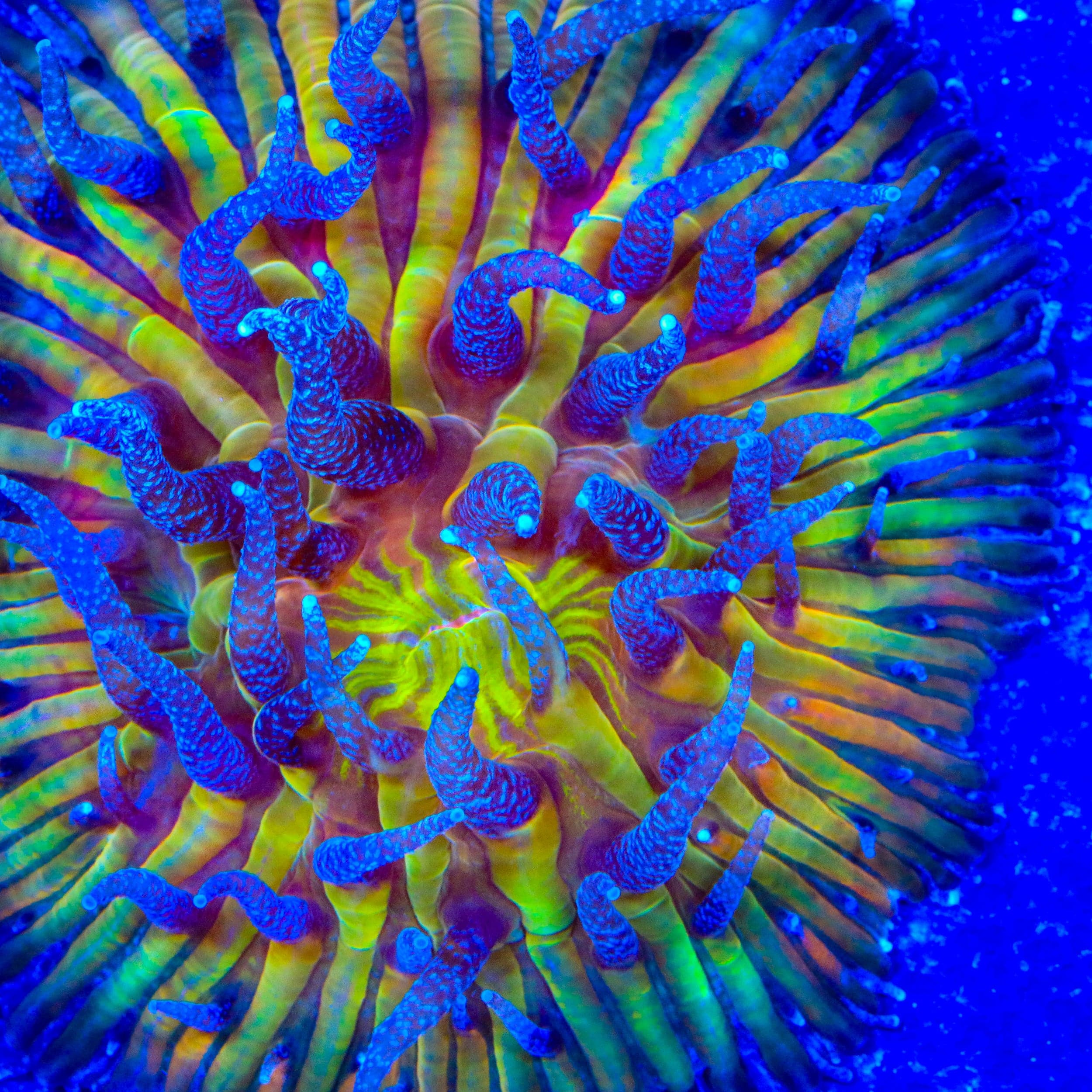 Fungia repanda
