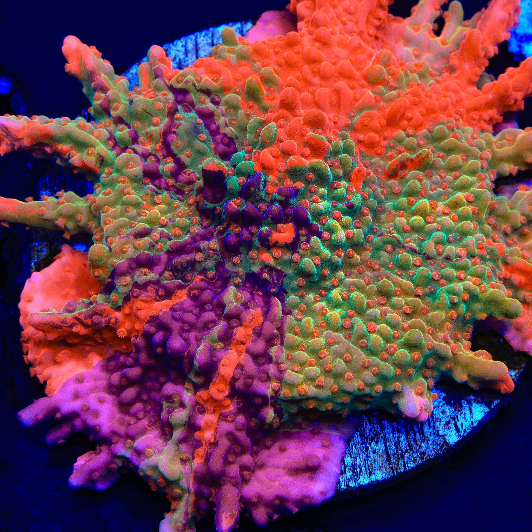 Montipora setosa