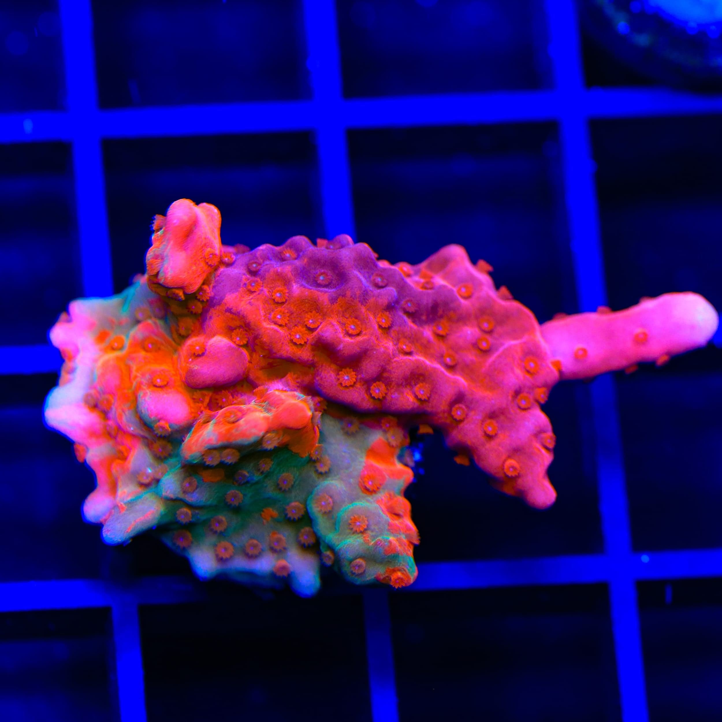 TSA Fruit Swirl Tricolor Grafted Montipora Setosa Coral