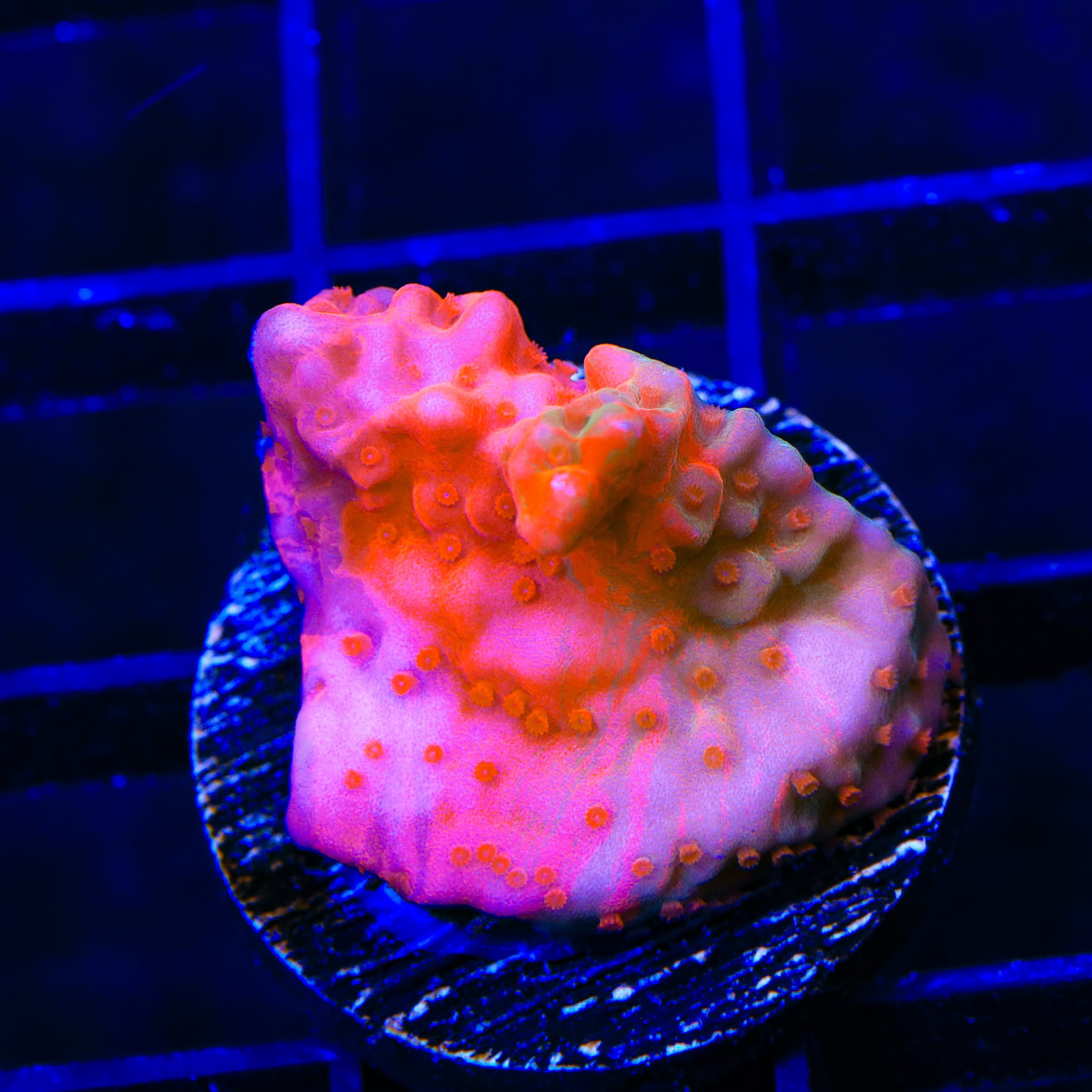 Montipora setosa