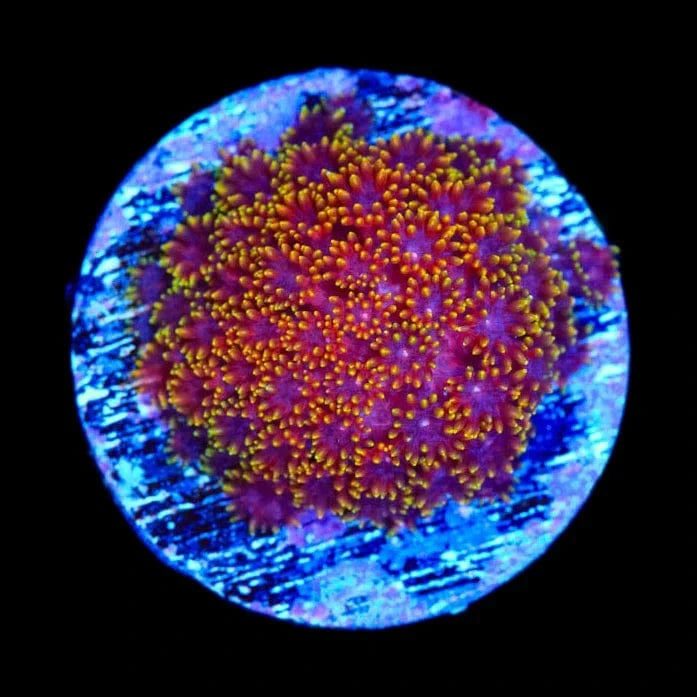 Goniopora djiboutiensis