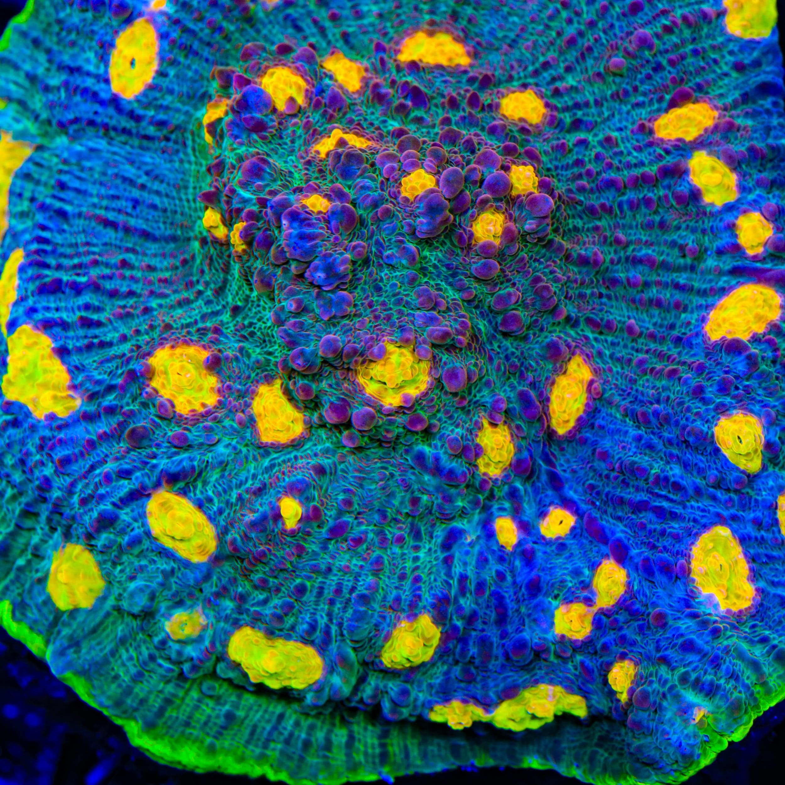 Echinophyllia aspera