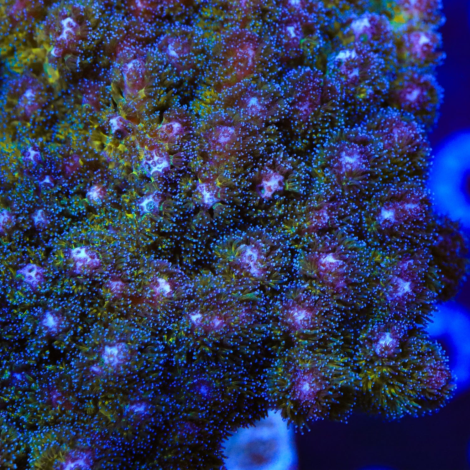 Pocillopora