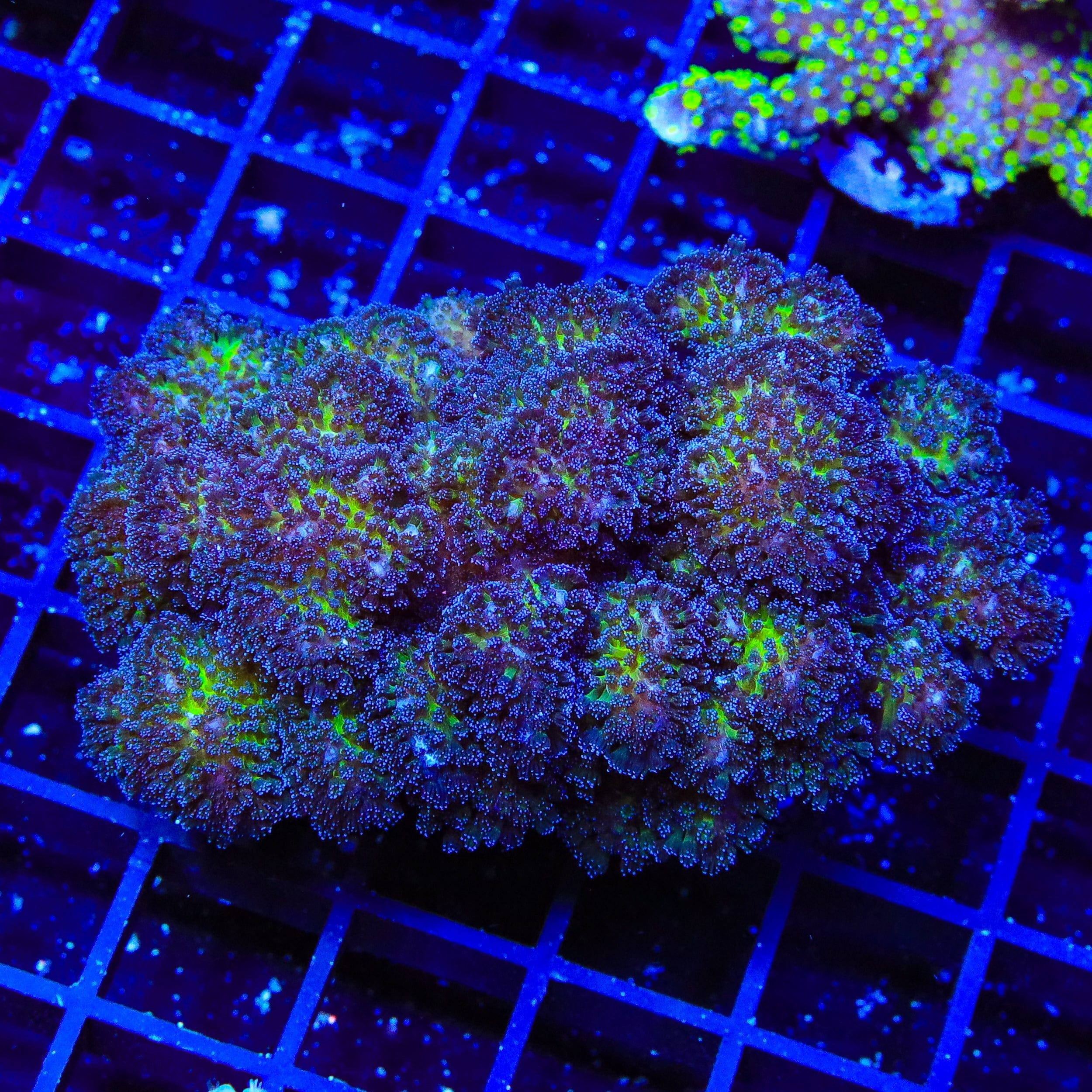 Pocillopora