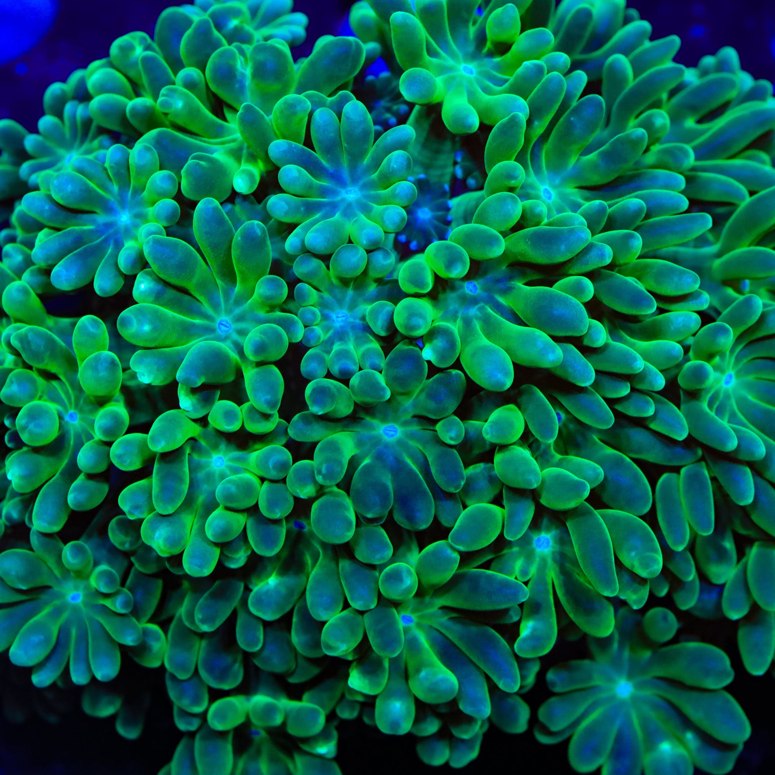 Alveopora