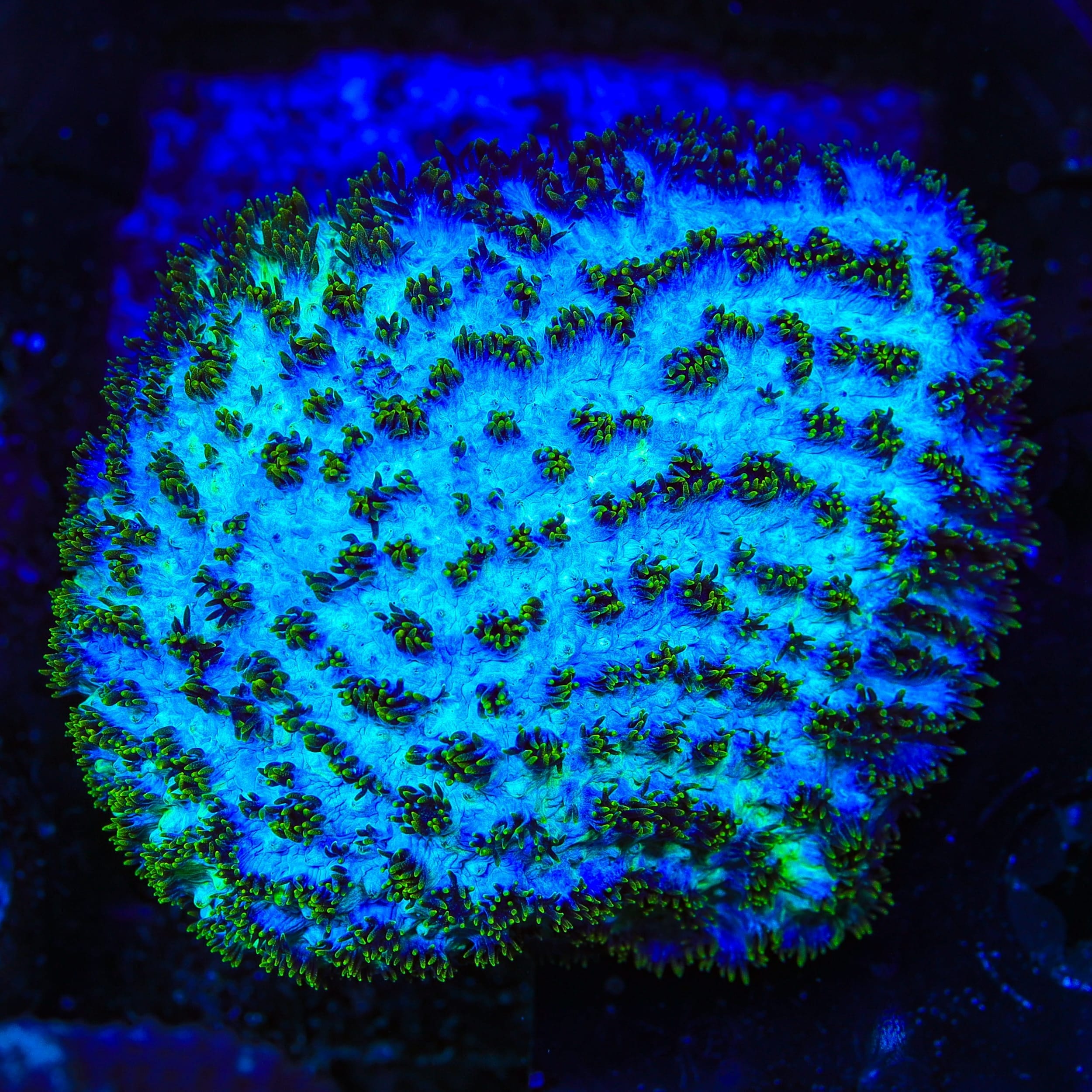 TSA Grafted Gamma Knife Hydnophora Coral