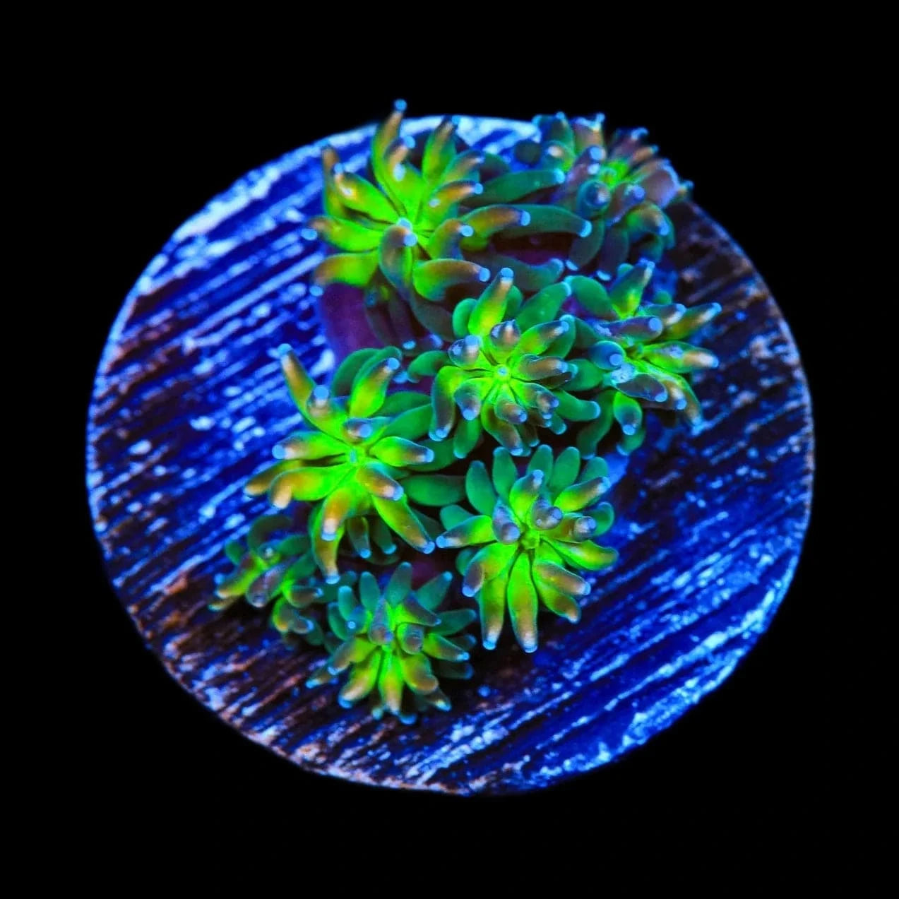 Galaxea fascicularis