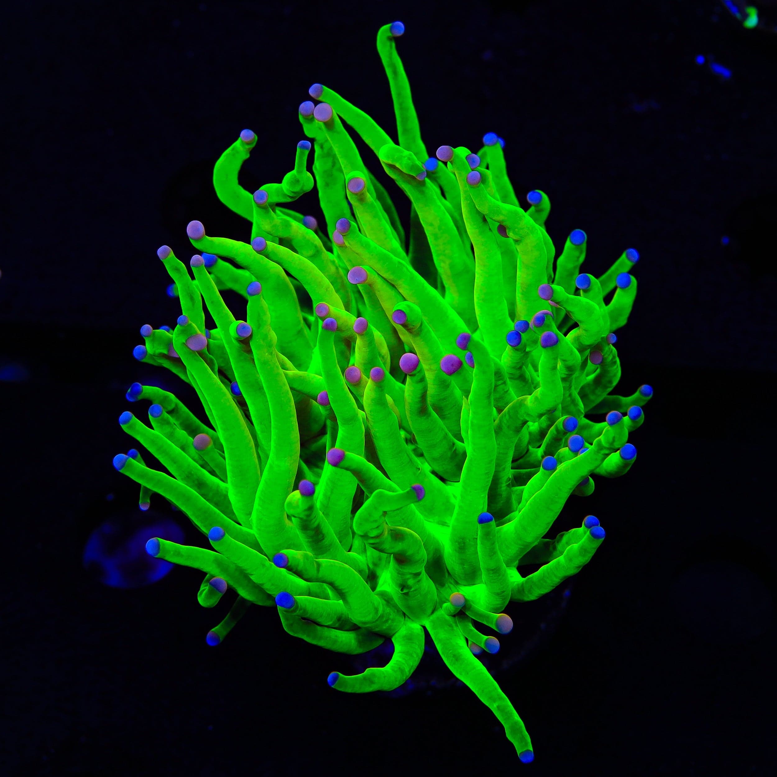 Euphyllia glabrescens