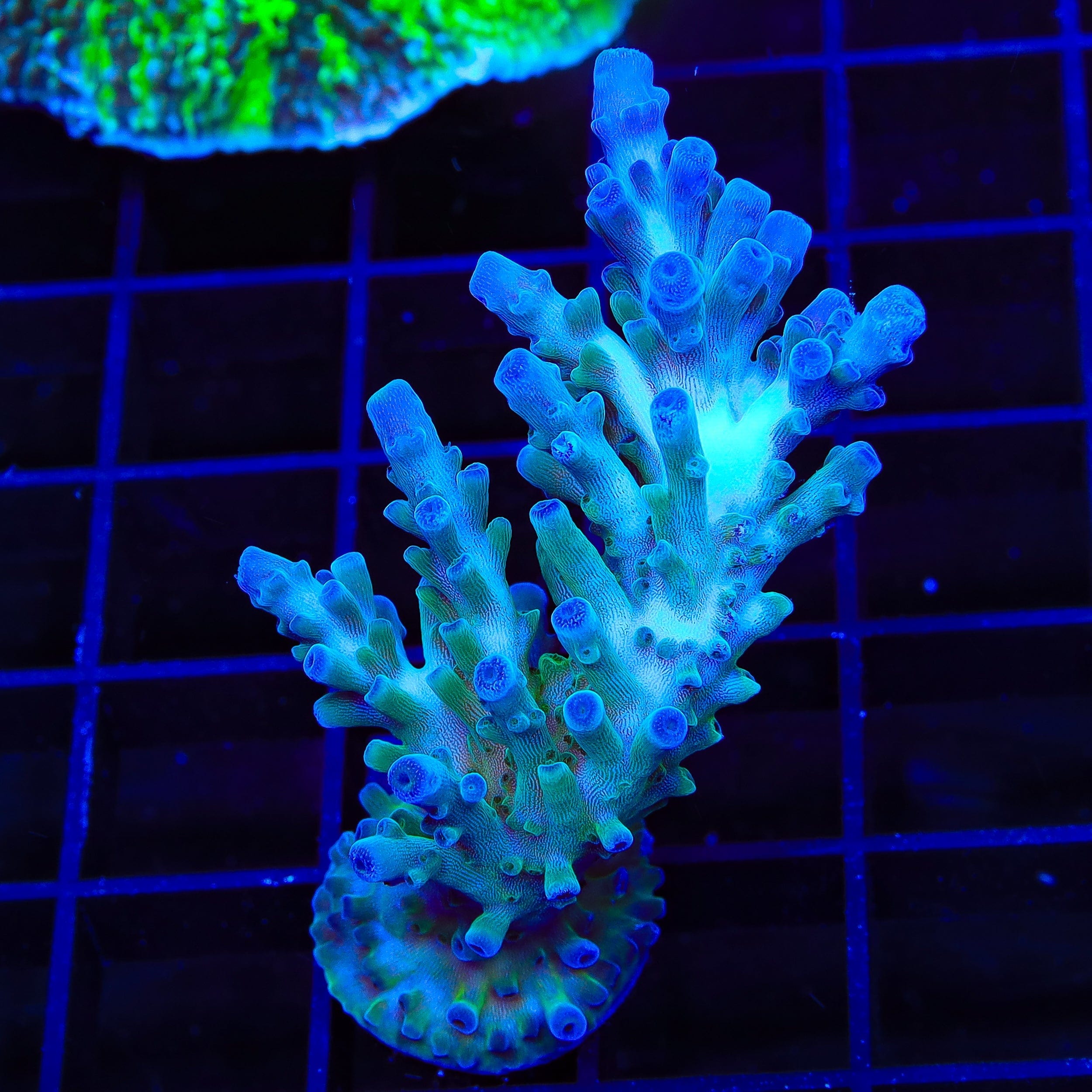 Acropora tortuosa