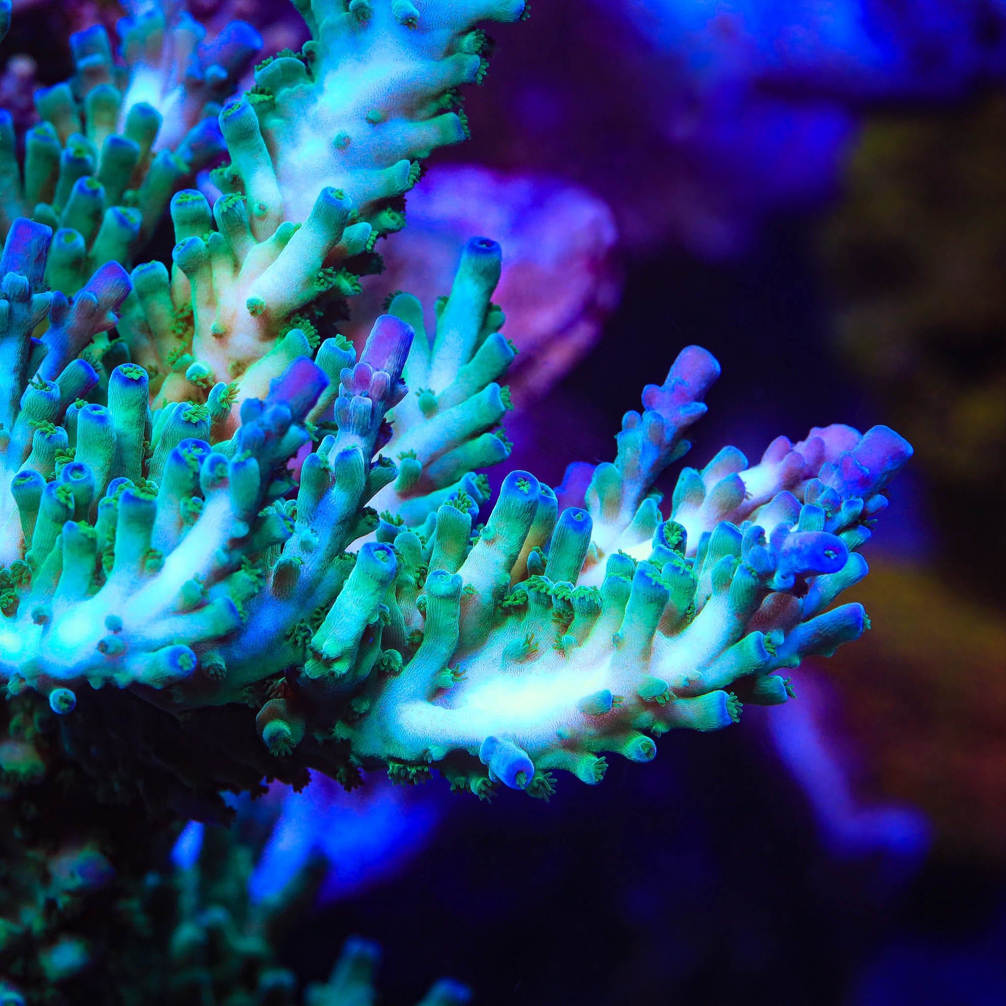 Acropora selago