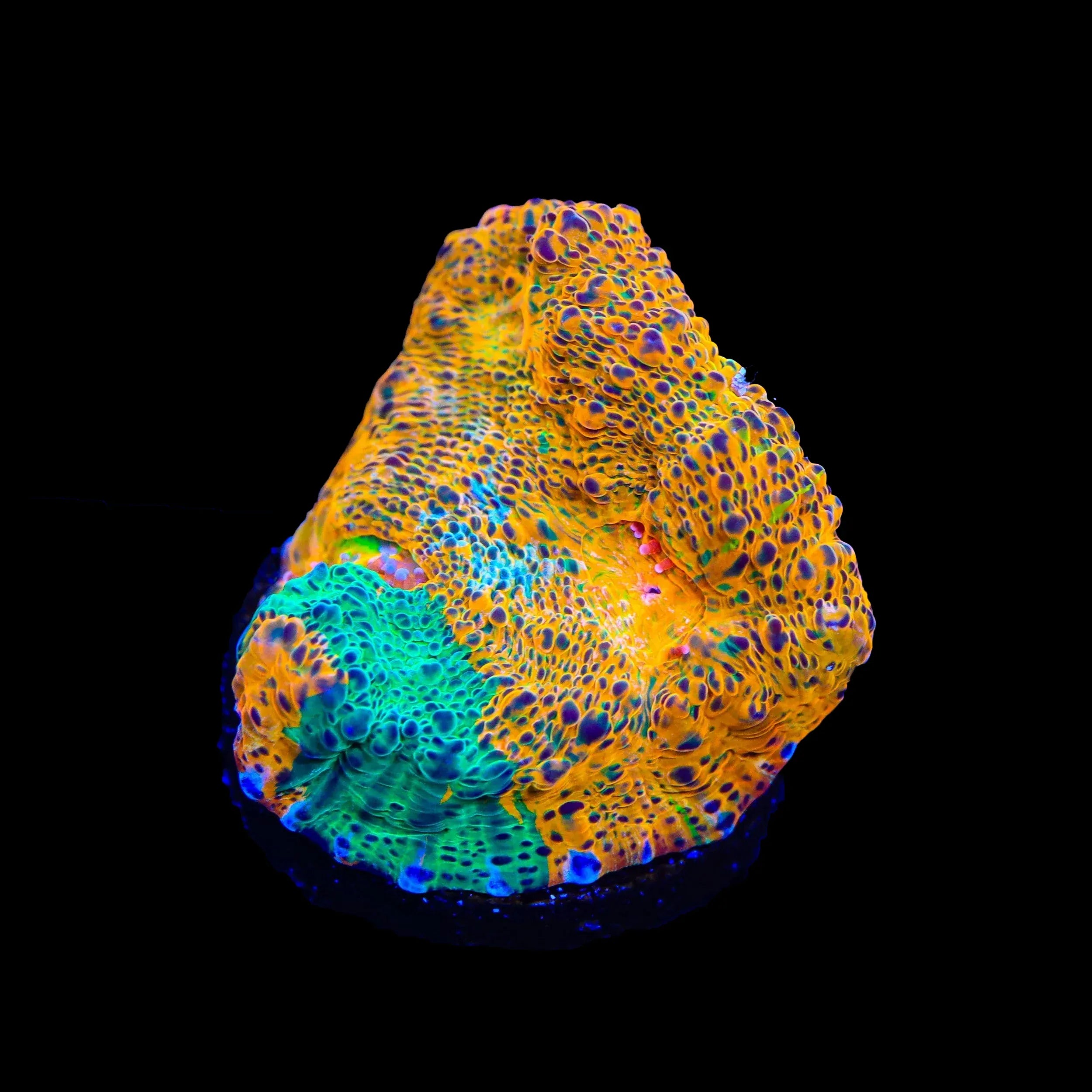 Echinophyllia