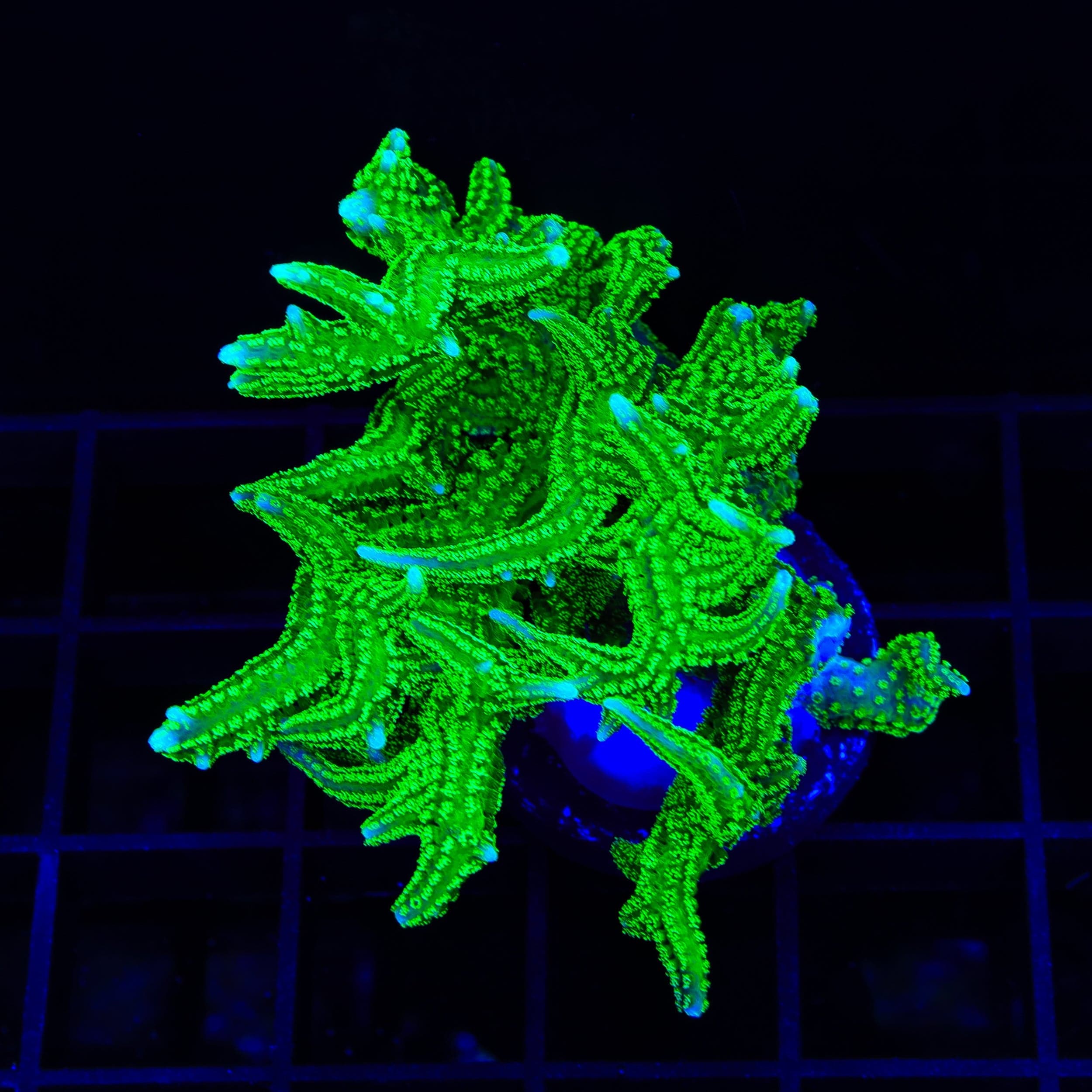 Seriatopora hystrix