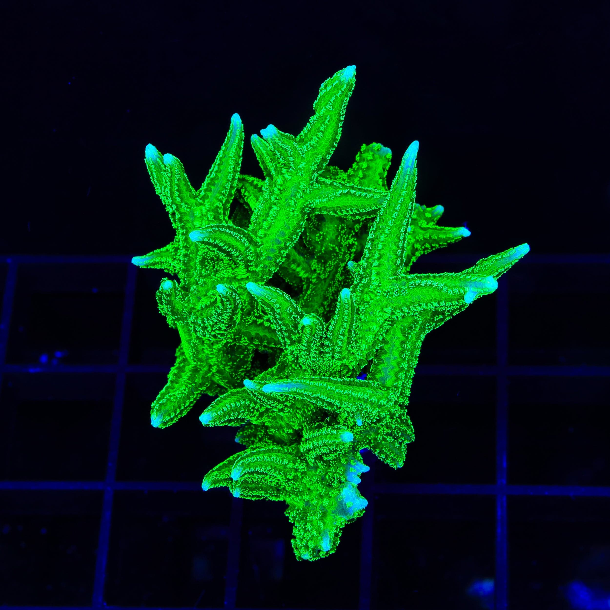 Seriatopora hystrix