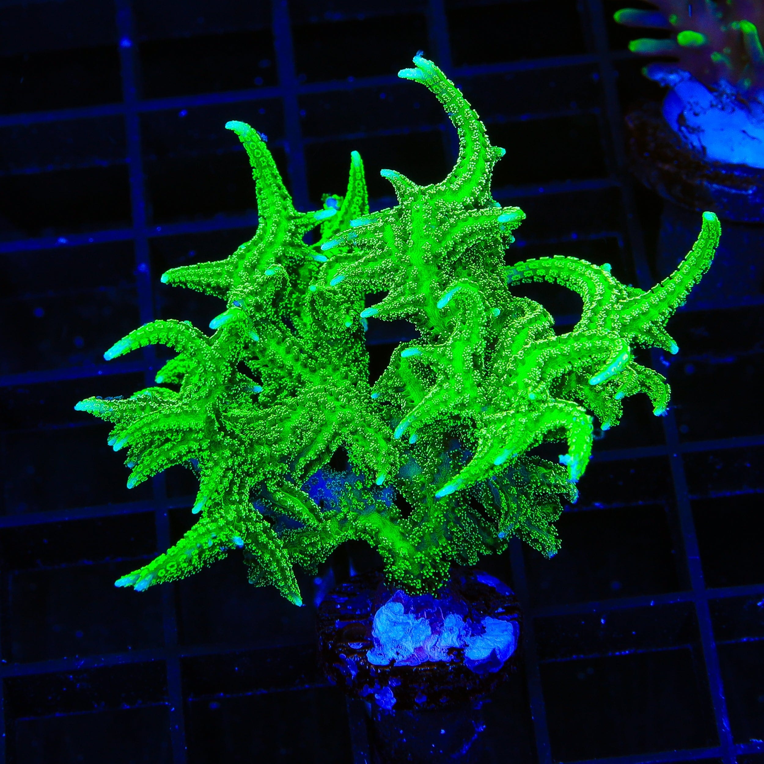 Seriatopora hystrix