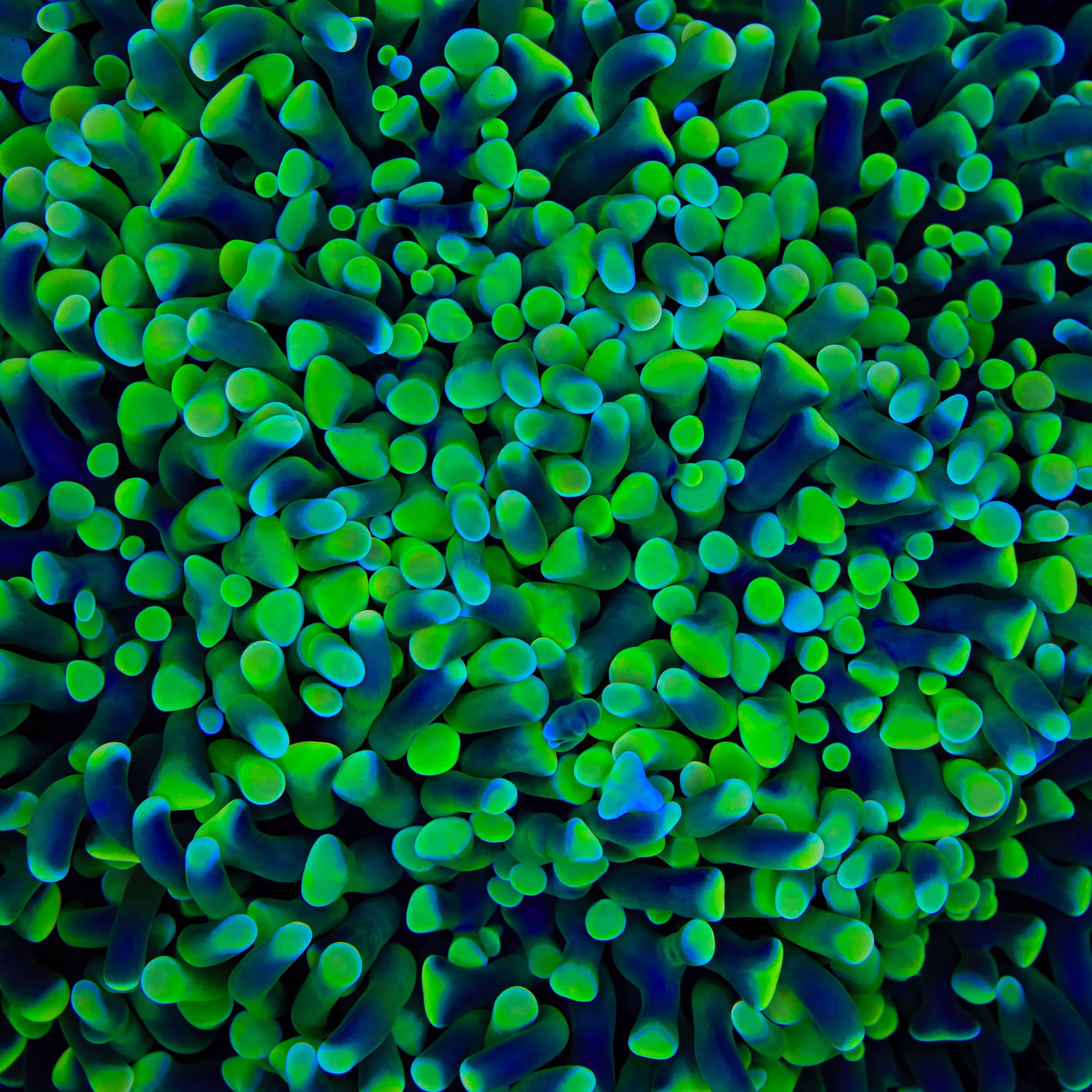 Euphyllia ancora