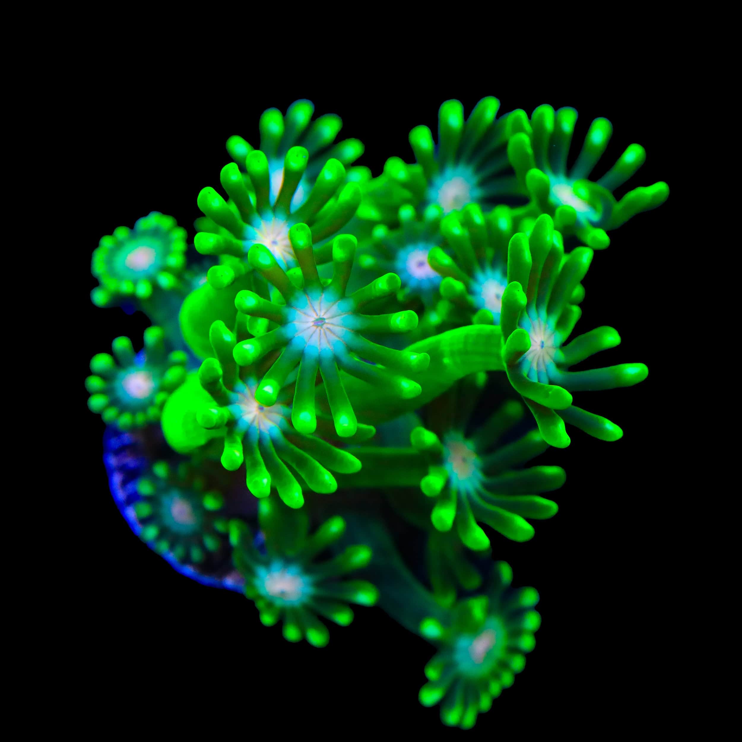 Alveopora gigas