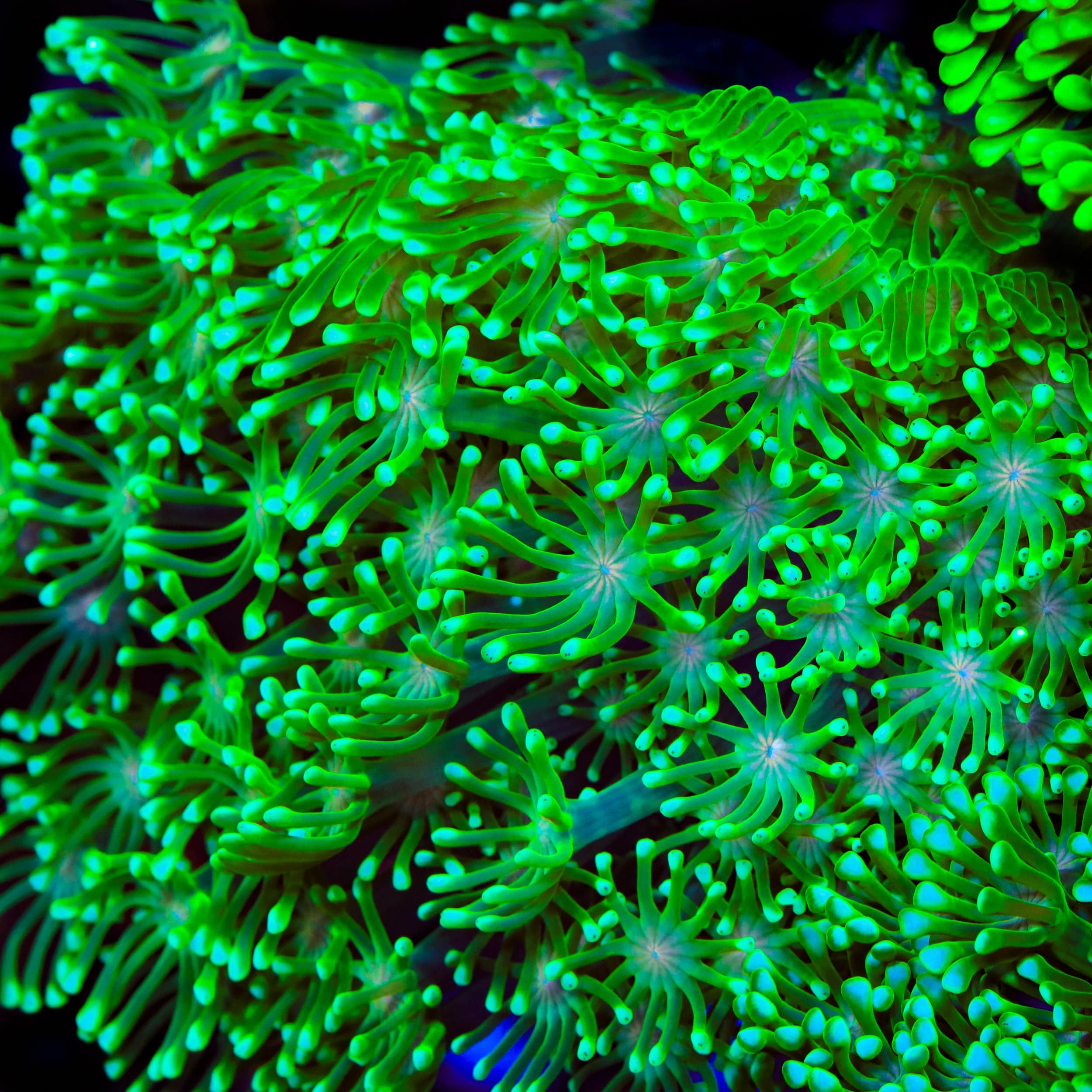 Alveopora gigas