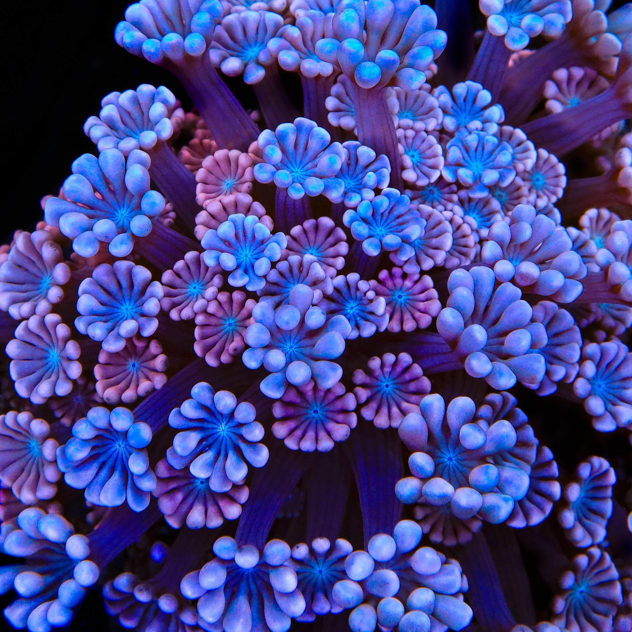 Alveopora tizardi