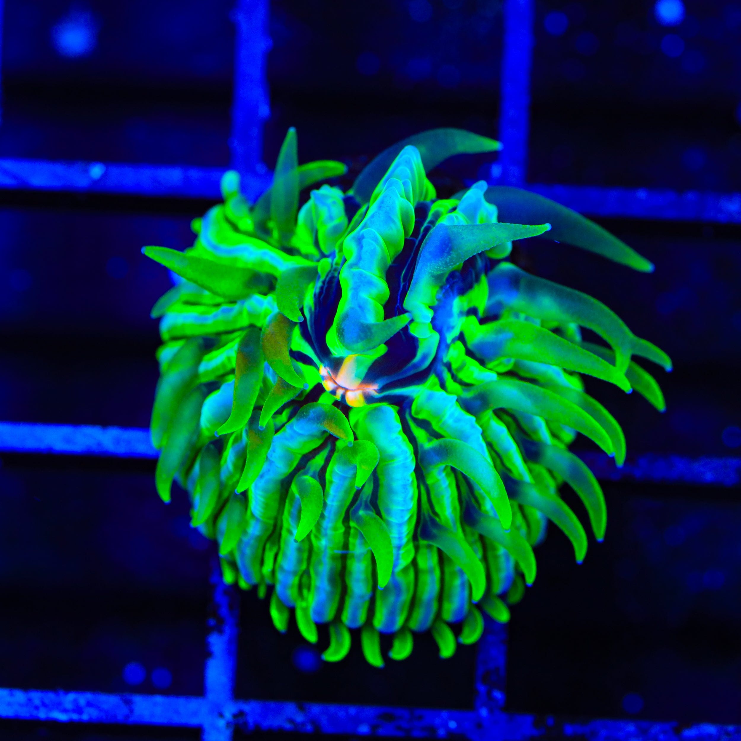 Fungia repanda