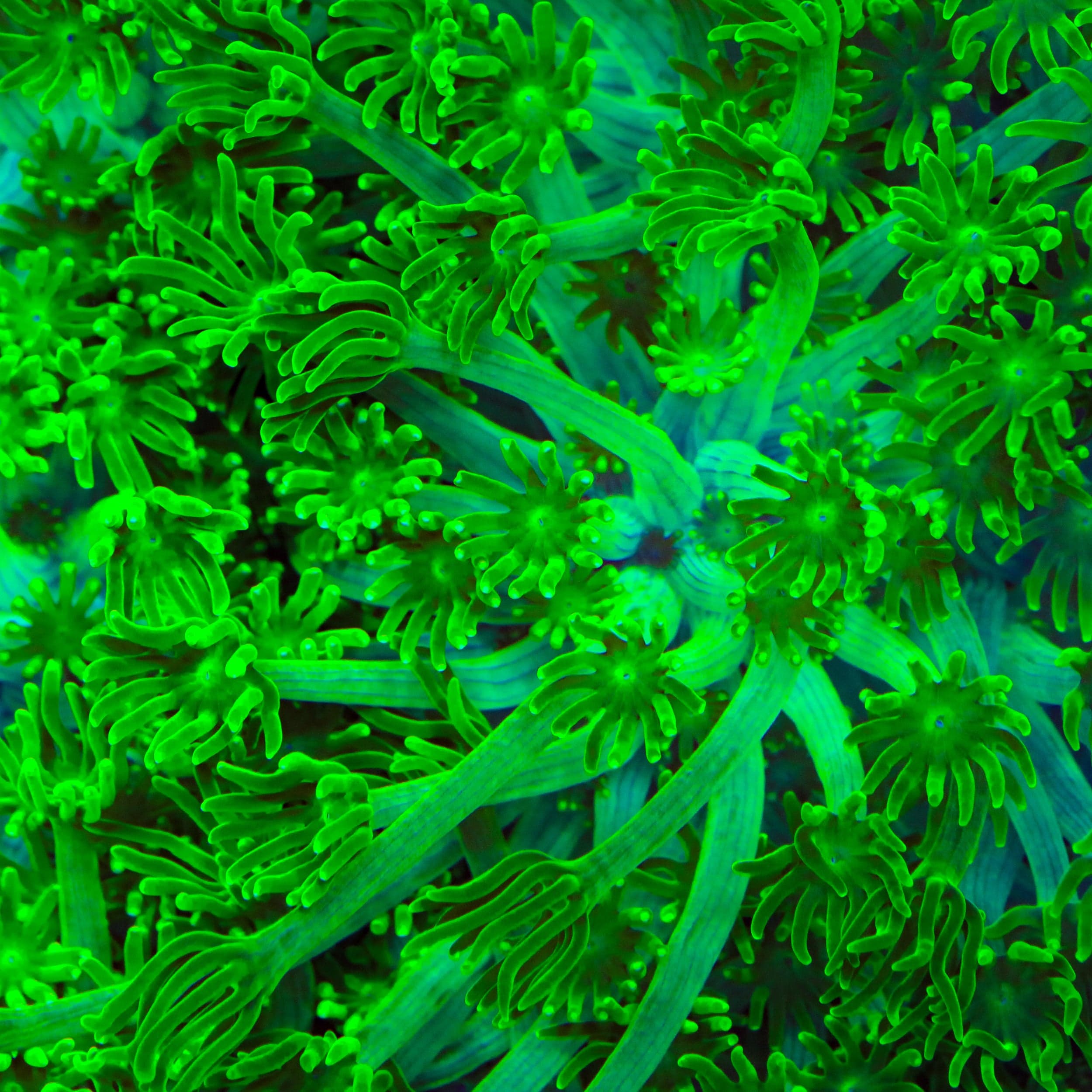 Alveopora gigas