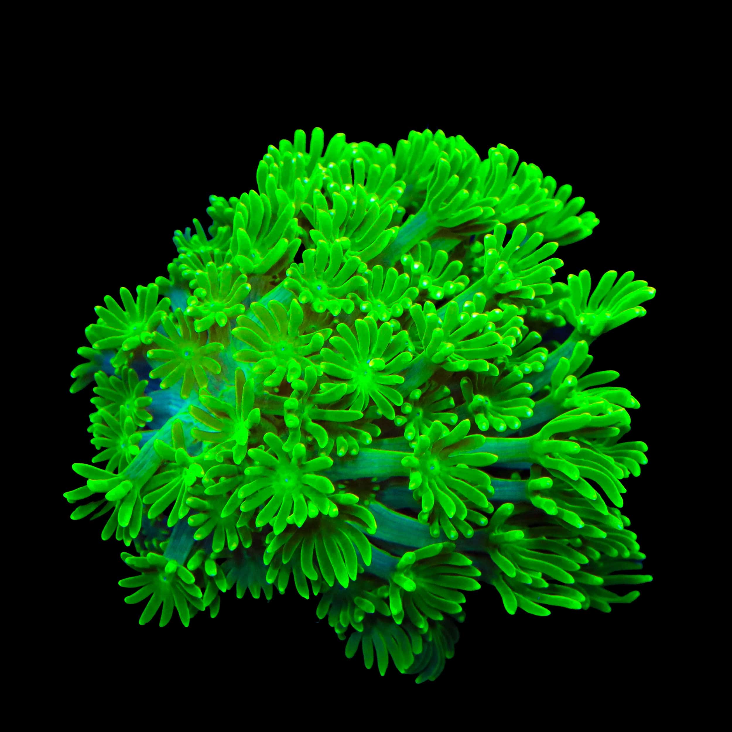 Alveopora