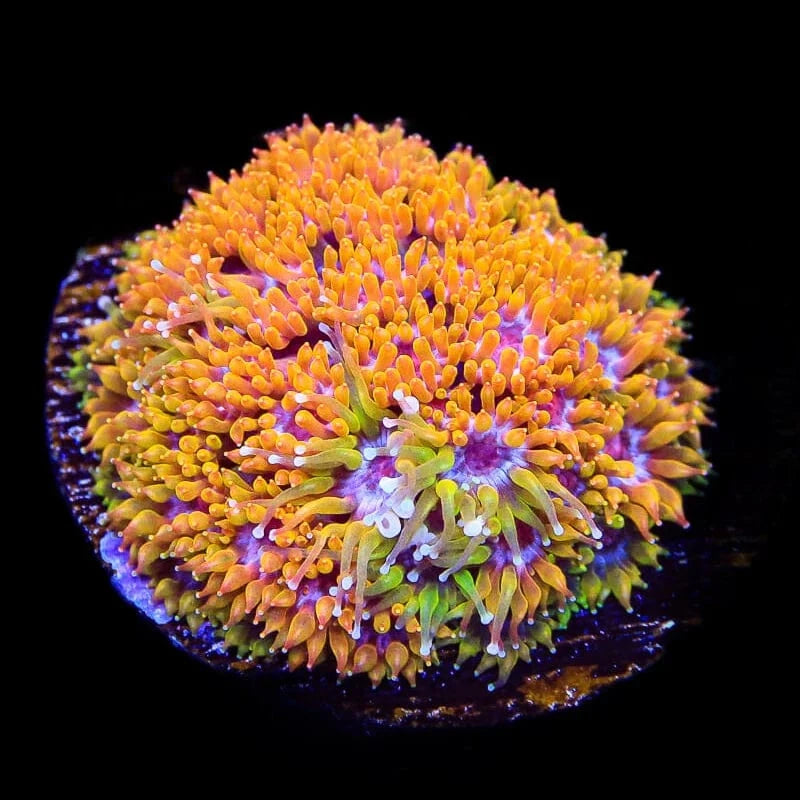 Goniopora djiboutiensis