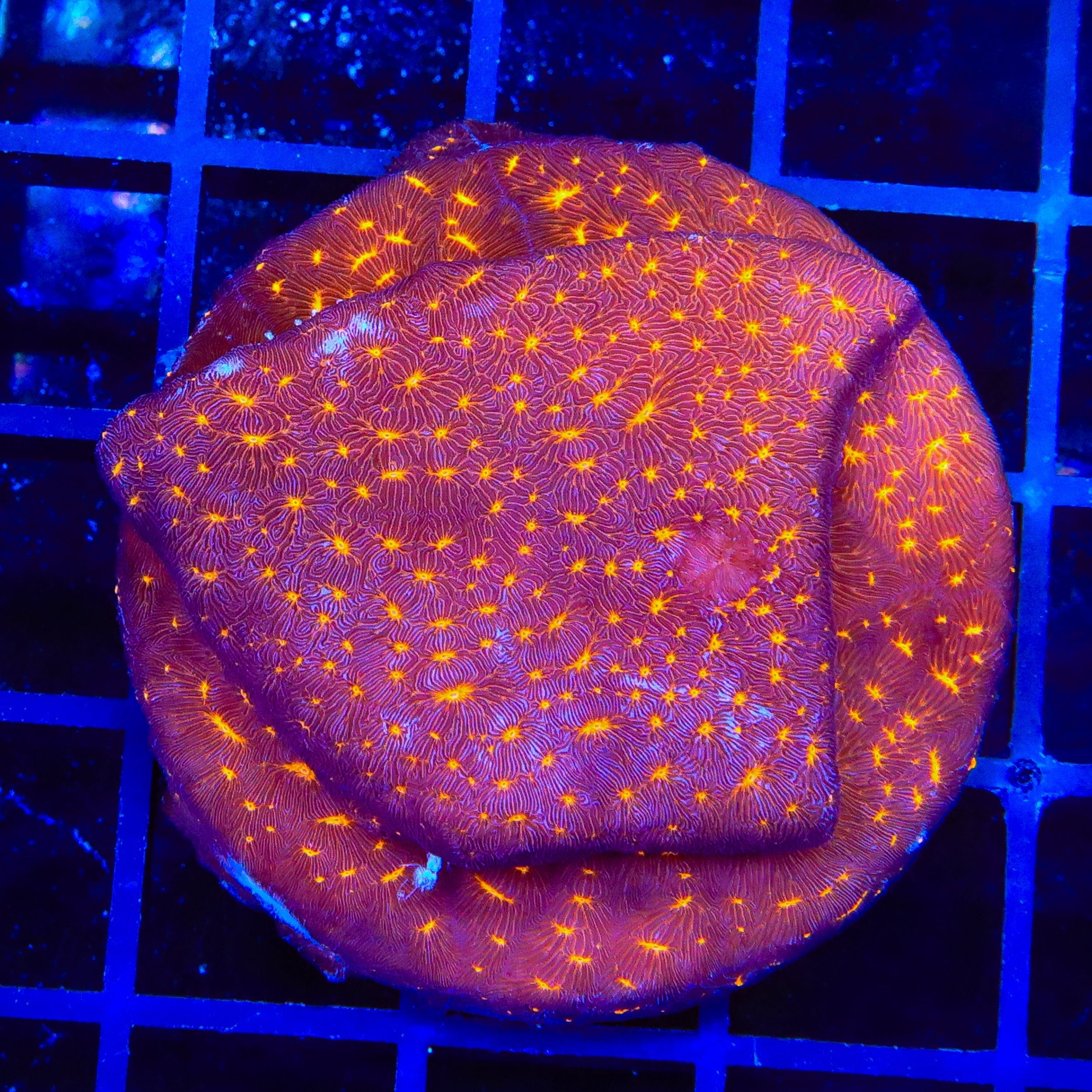 Leptoseris