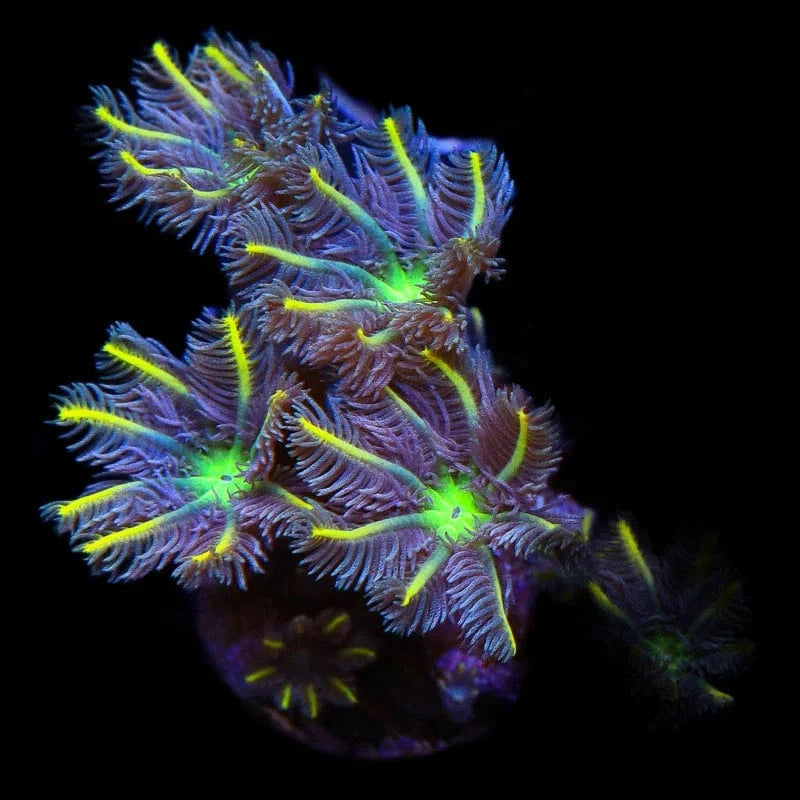 Clavularia viridis
