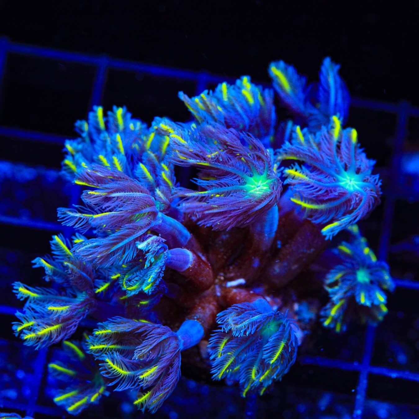 Clavularia viridis