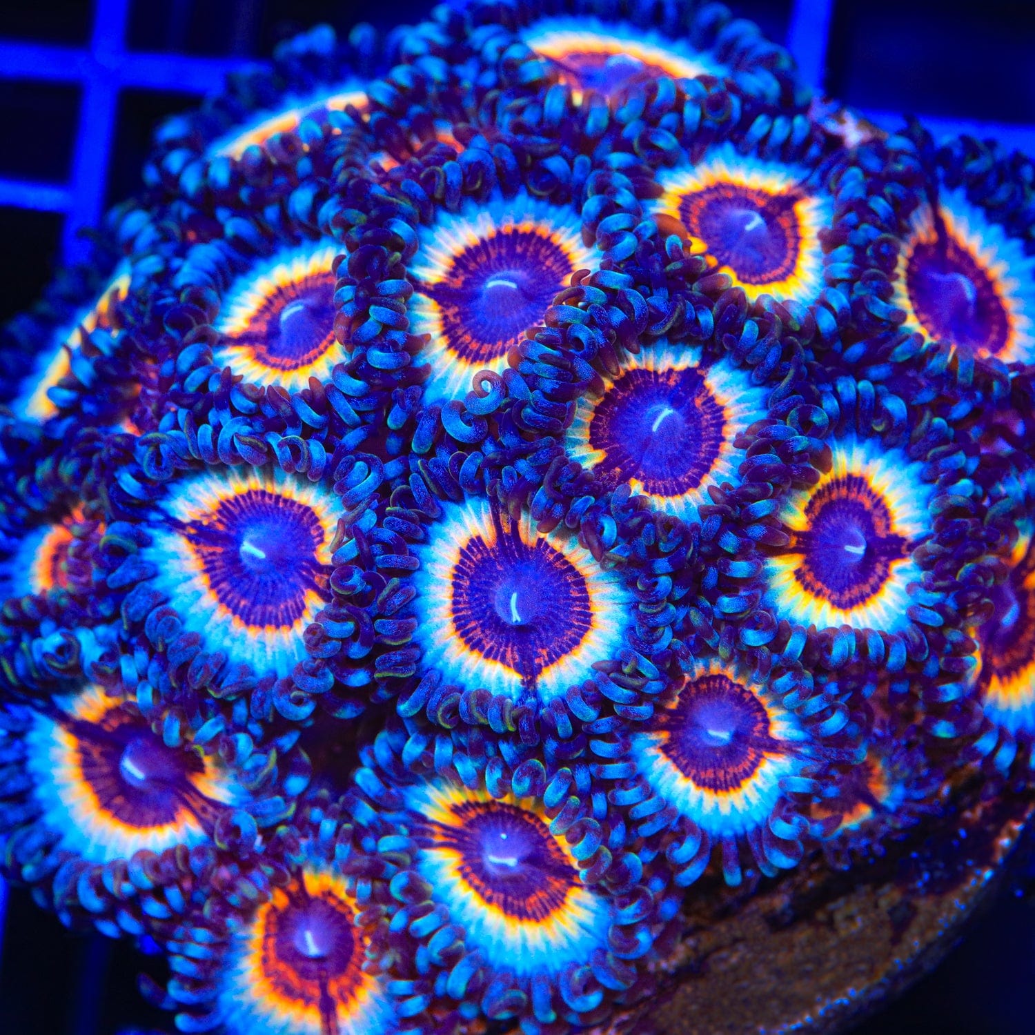 Zoanthus