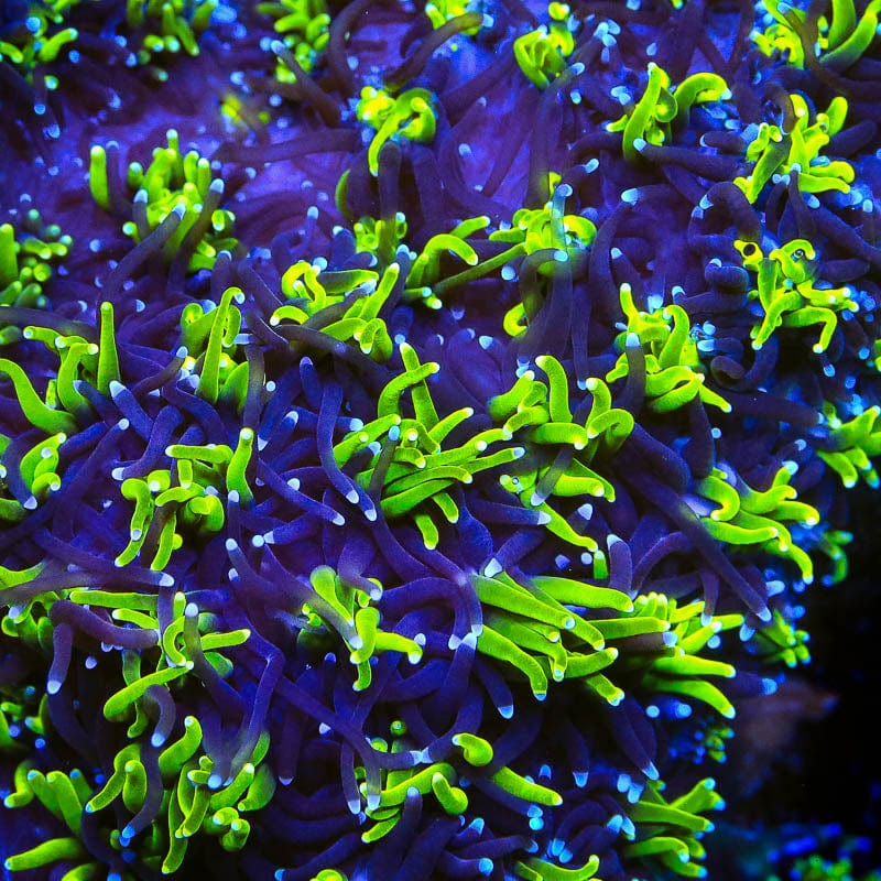 Galaxea fascicularis