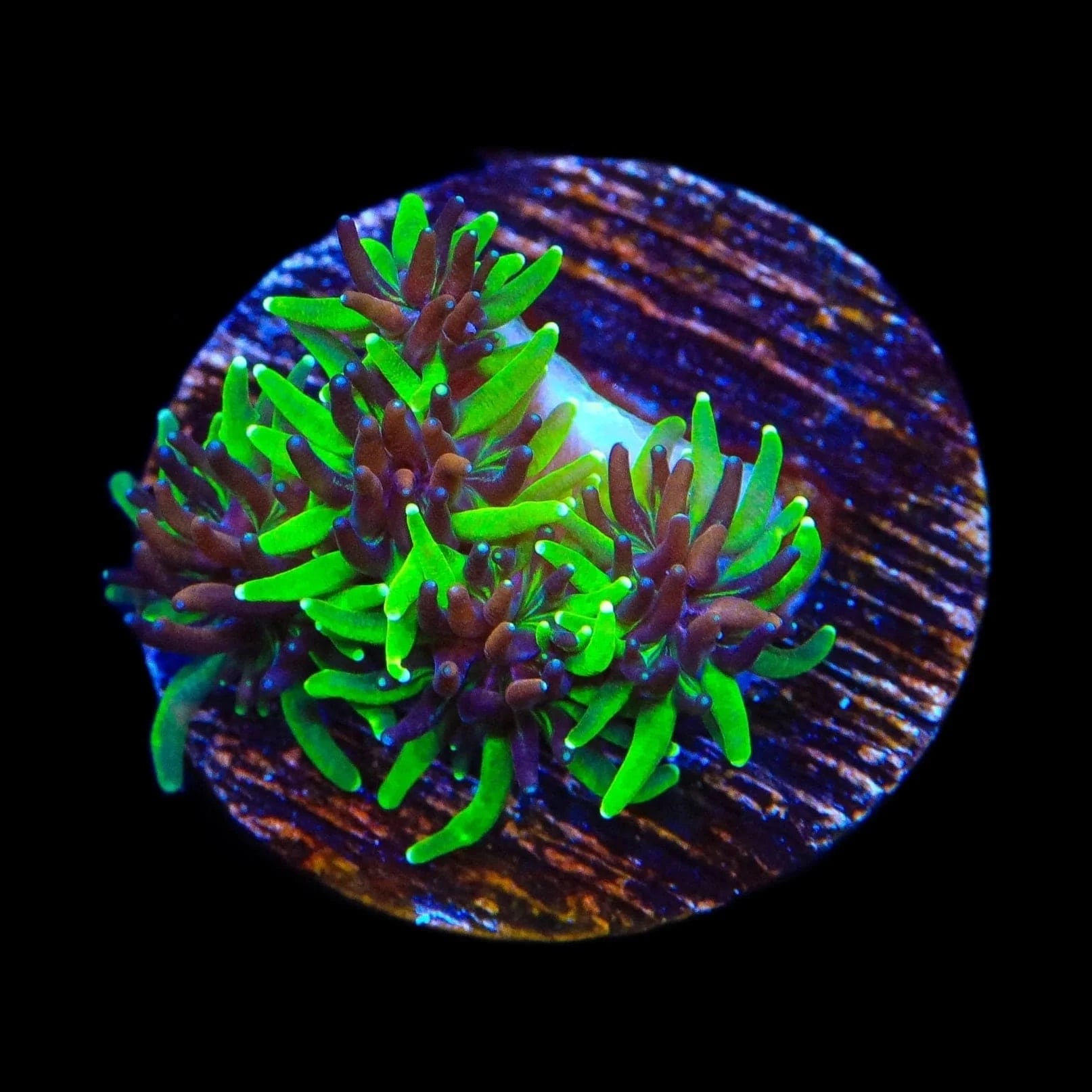 Galaxea fascicularis