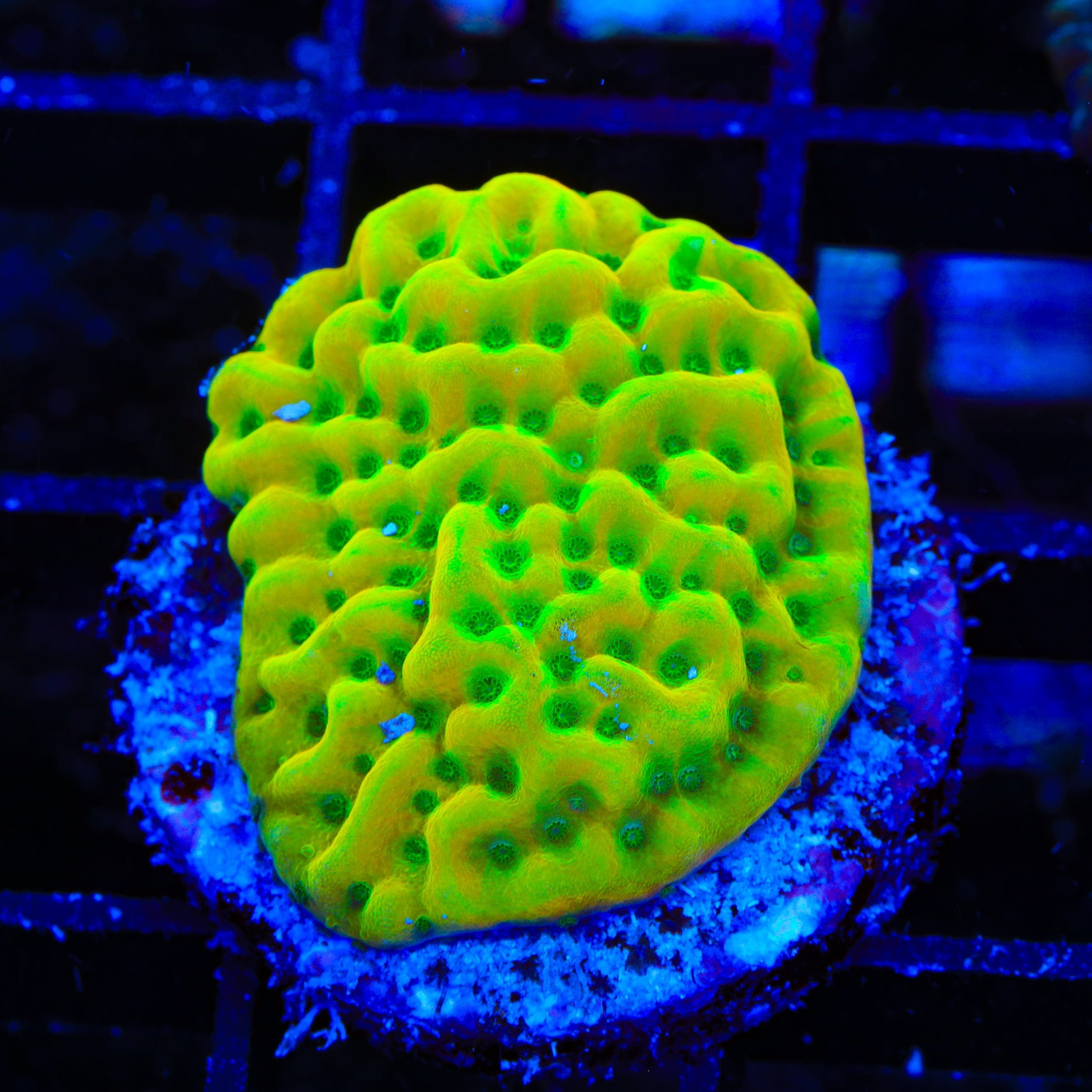 Montipora foliosa