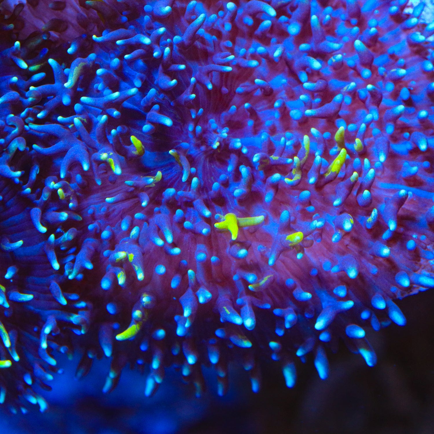 Discosoma sanctithomae