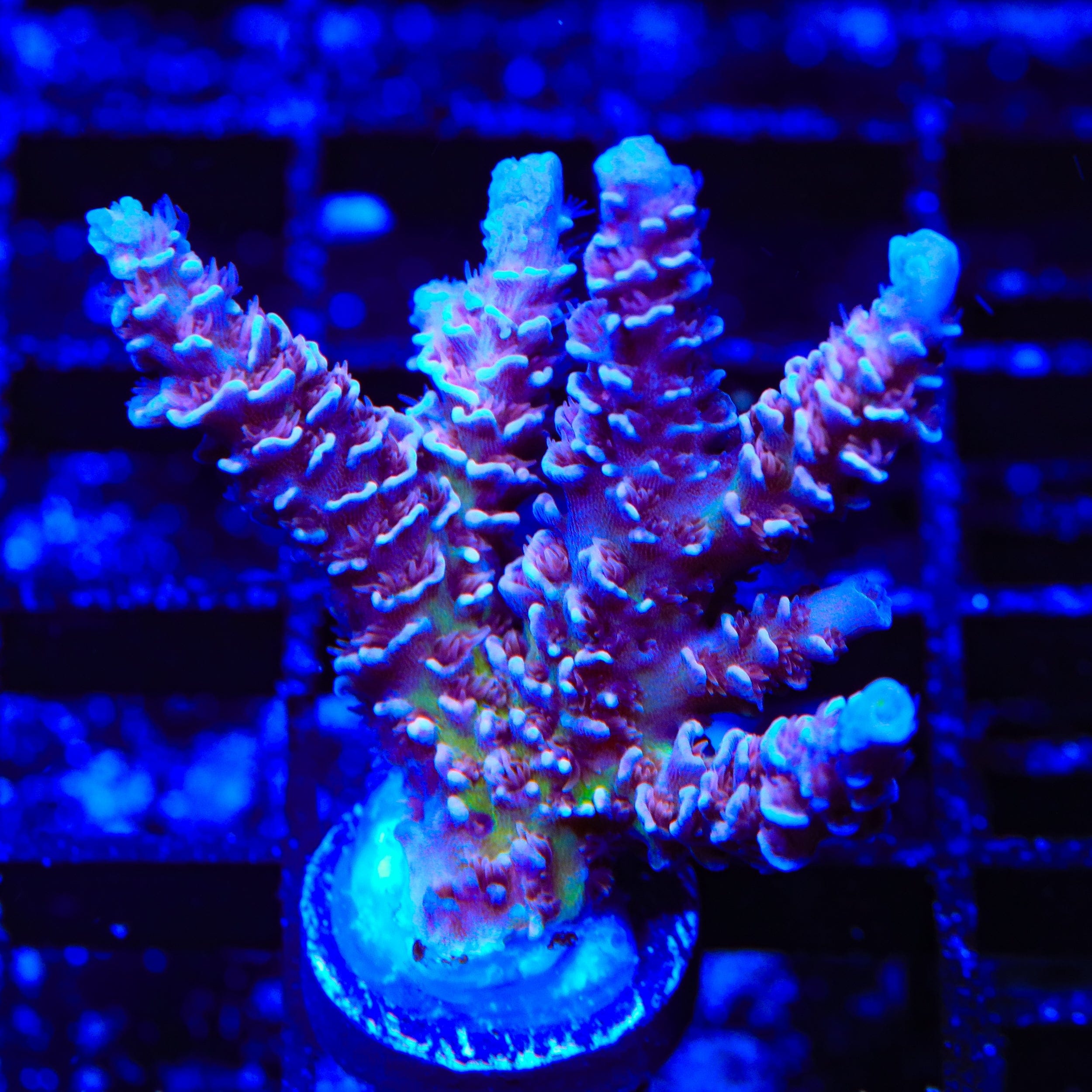 Acropora tenuis