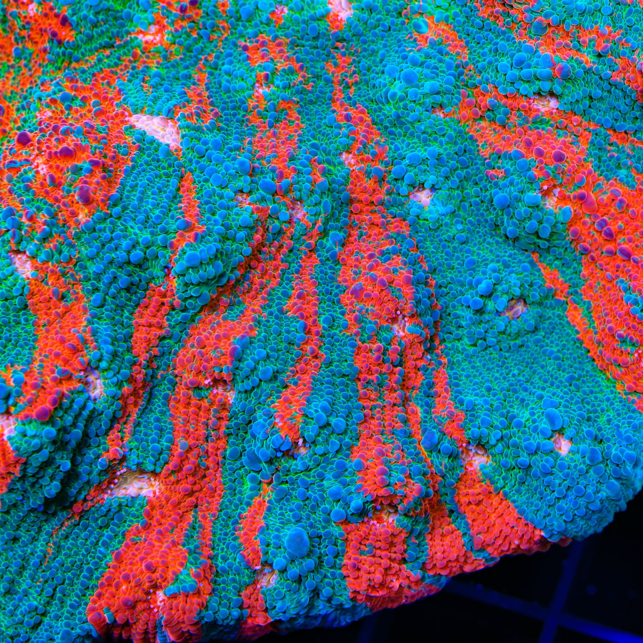 Echinophyllia