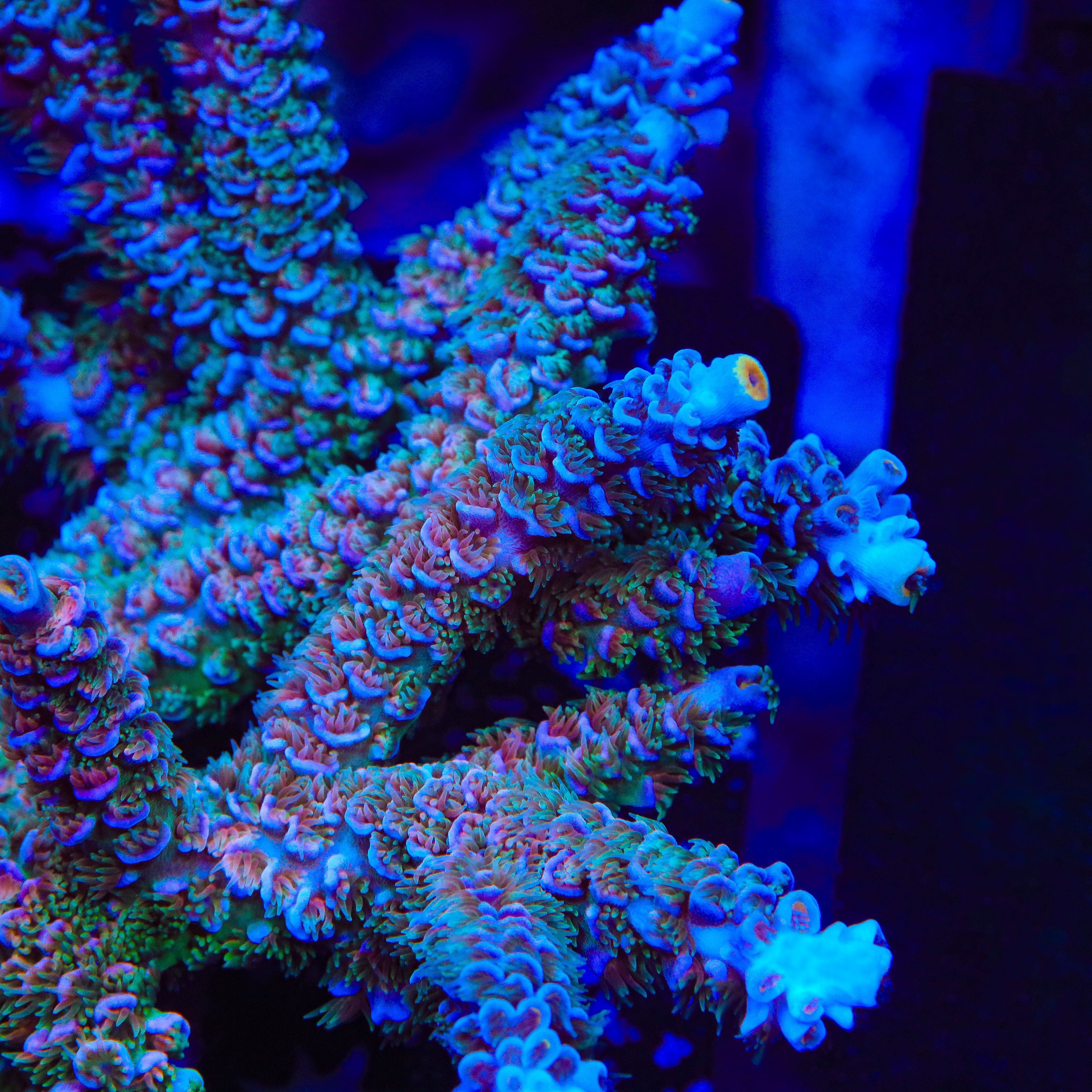 Acropora tenuis