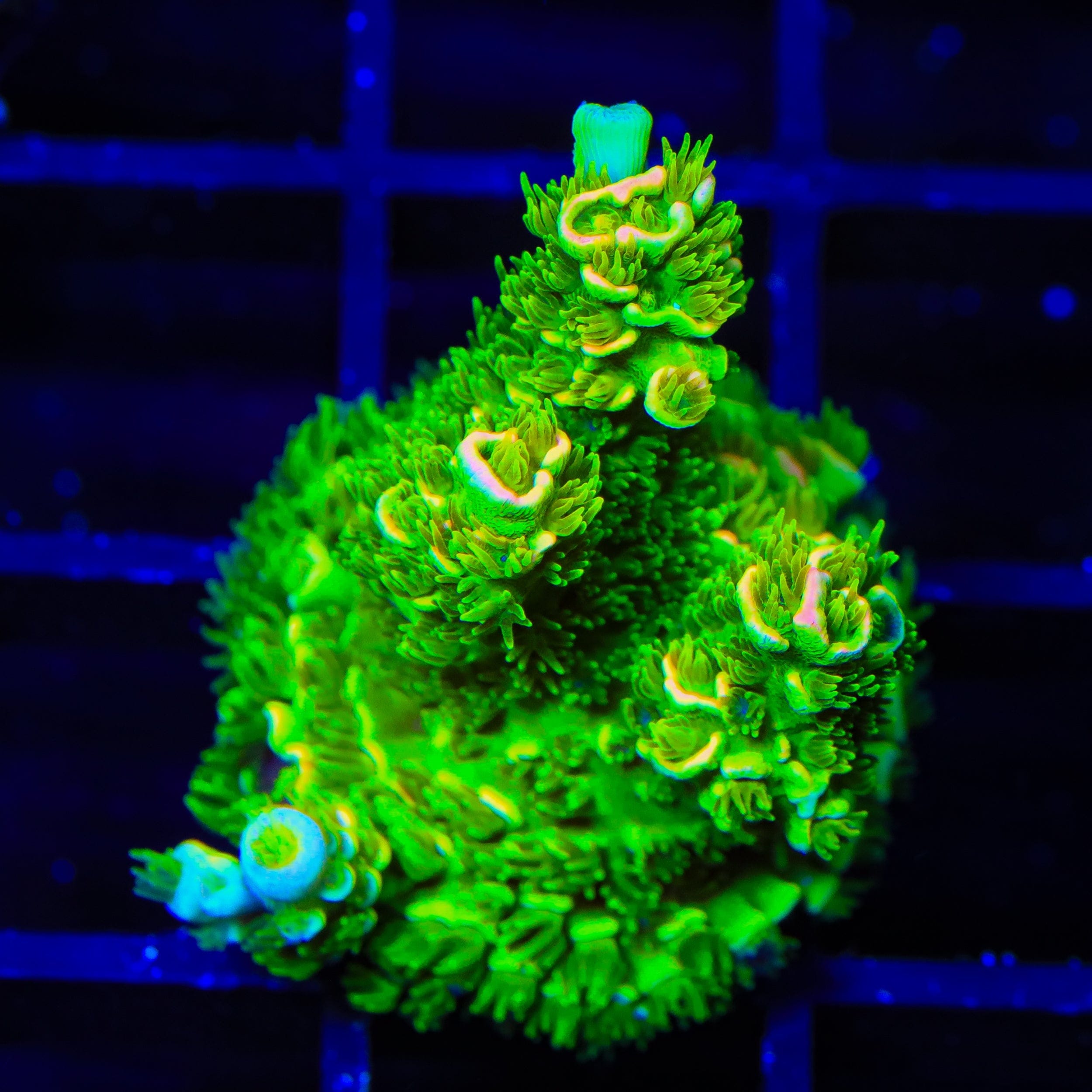 Acropora tenuis