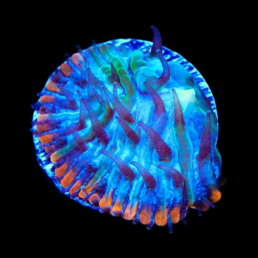 Fungia repanda