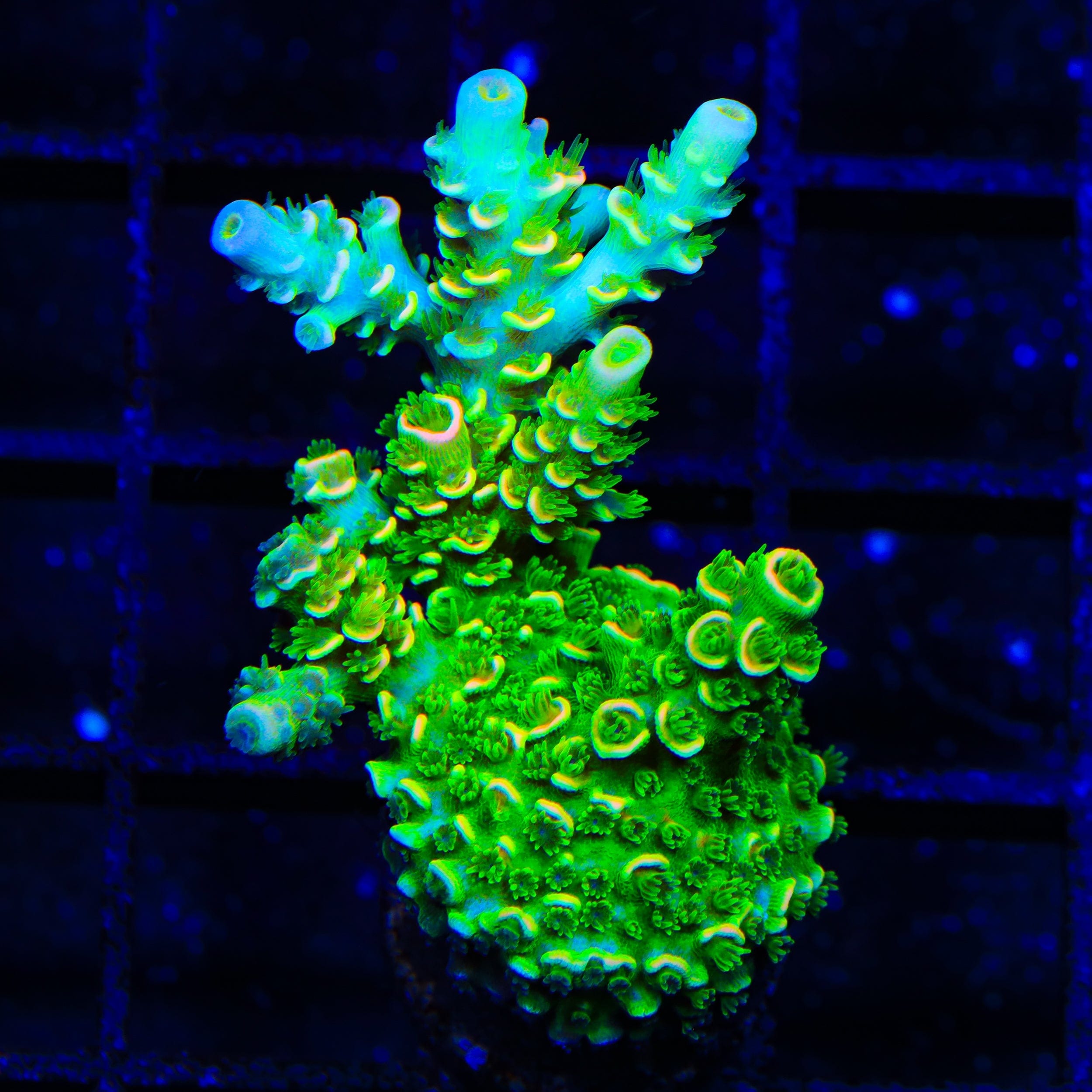 Acropora tenuis
