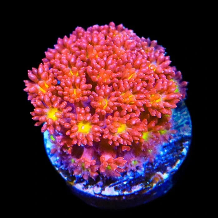 Goniopora