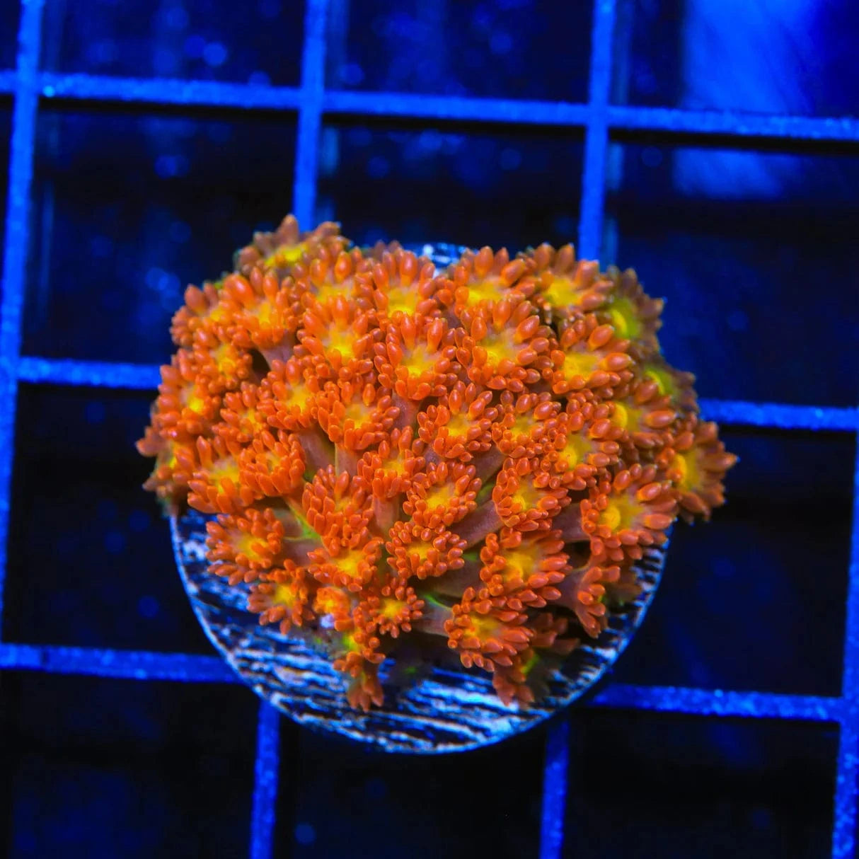 Goniopora djiboutiensis