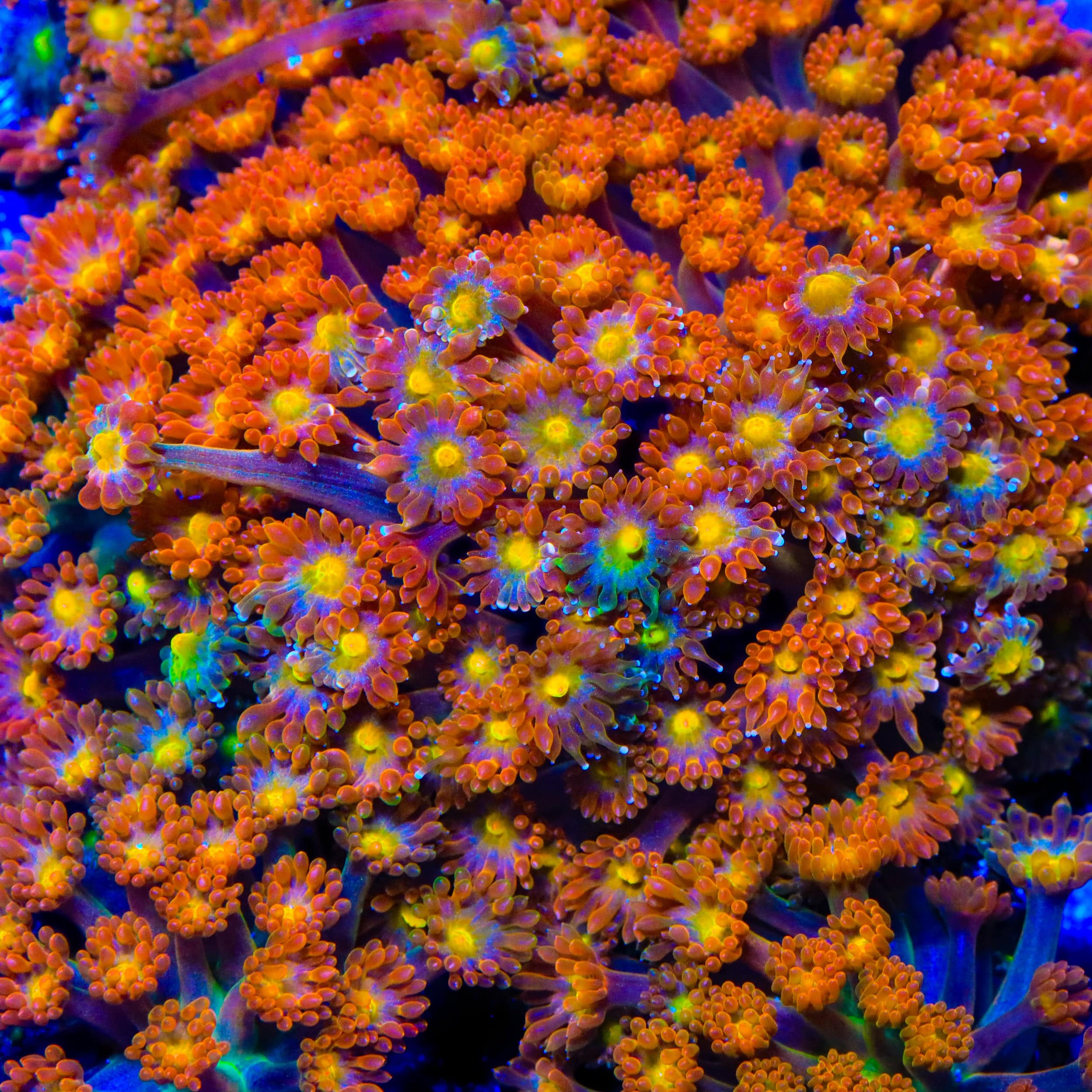 Goniopora djiboutiensis