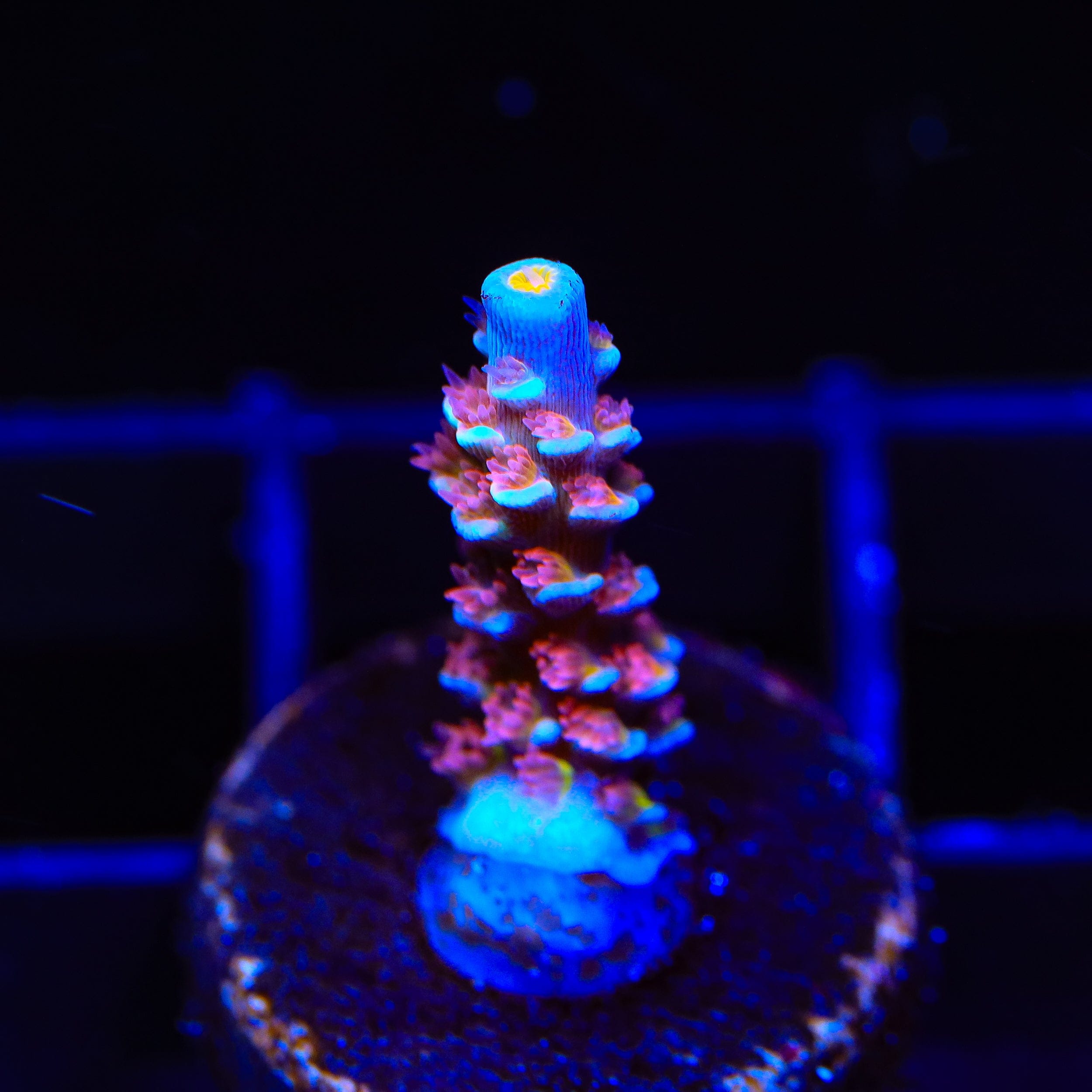 Acropora tenuis
