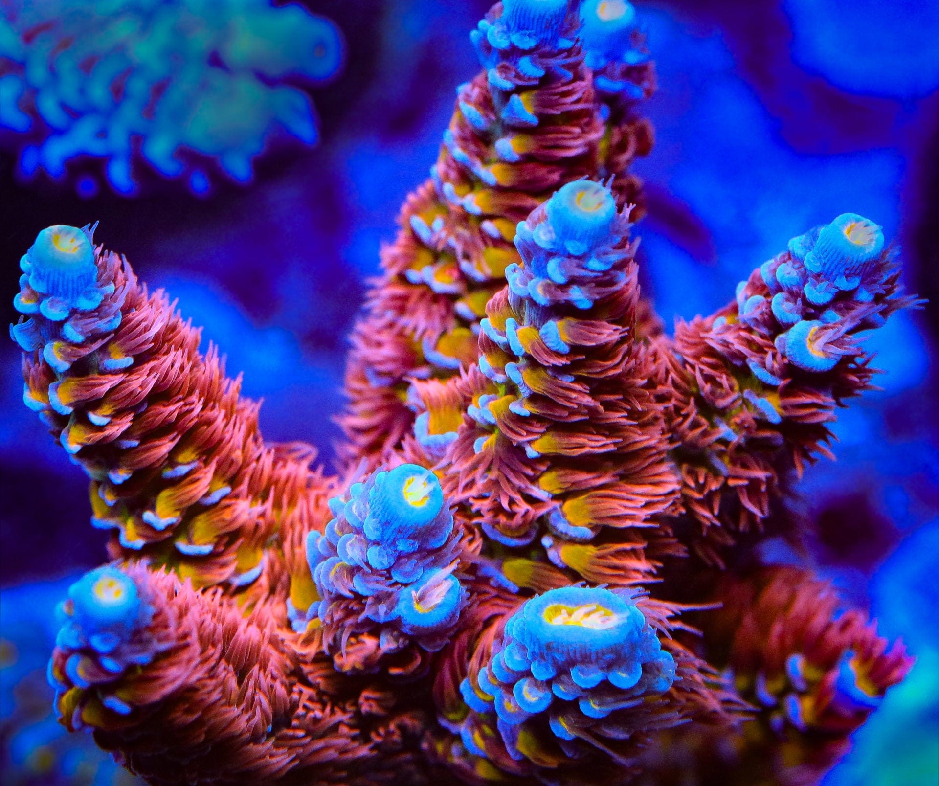 Acropora tenuis
