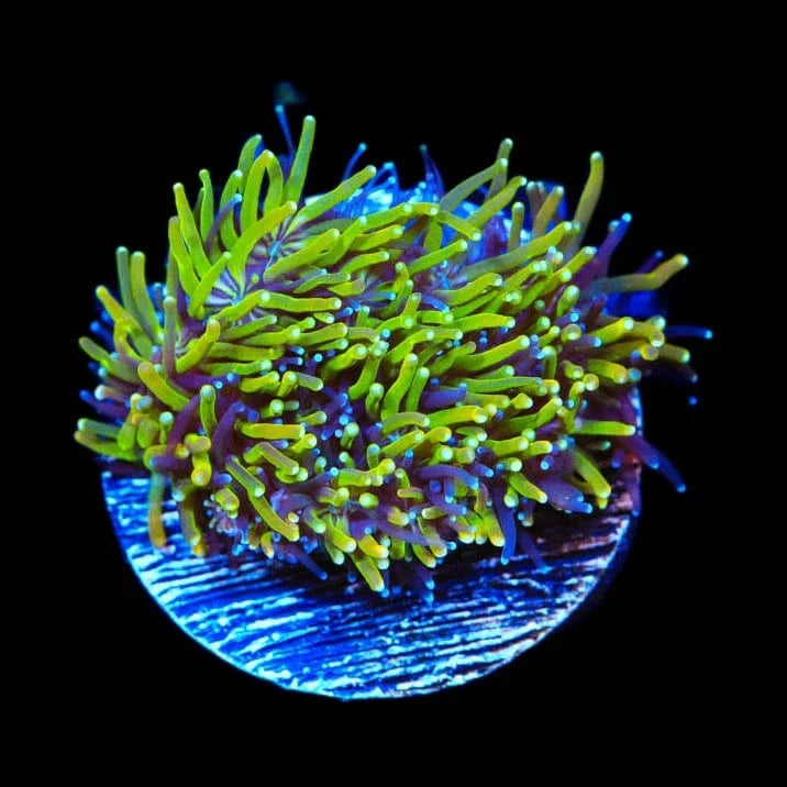 Galaxea fascicularis