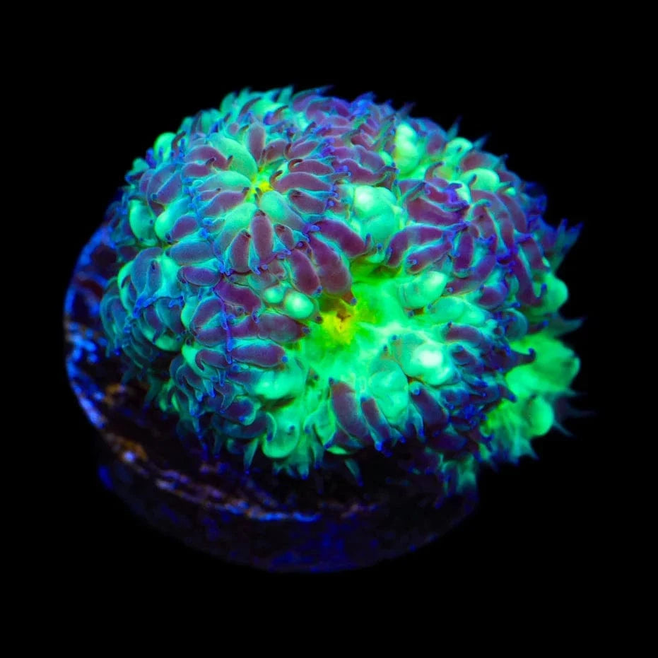 Blastomussa merleti