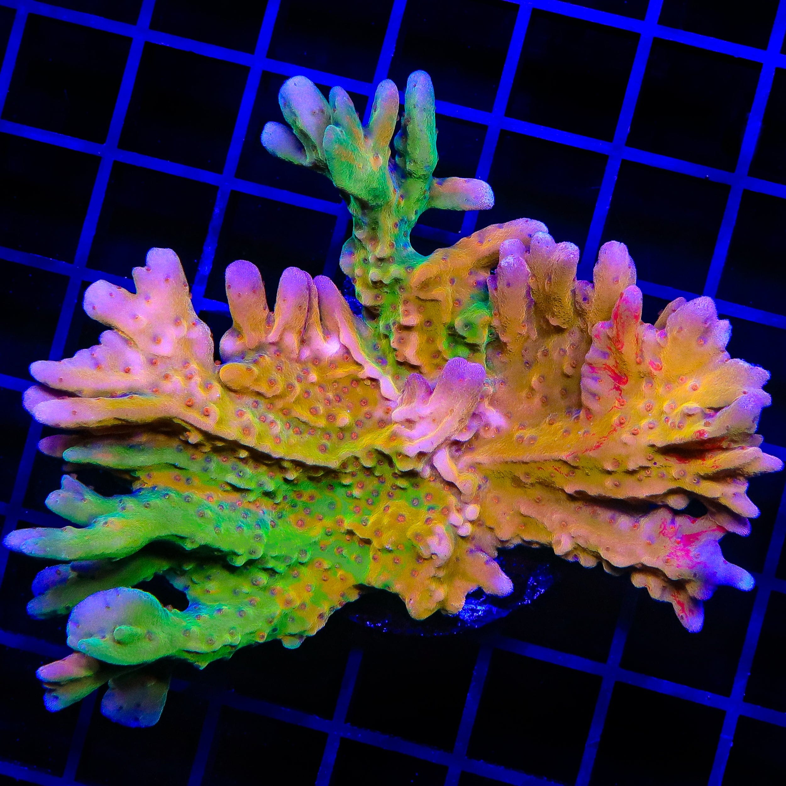 Montipora