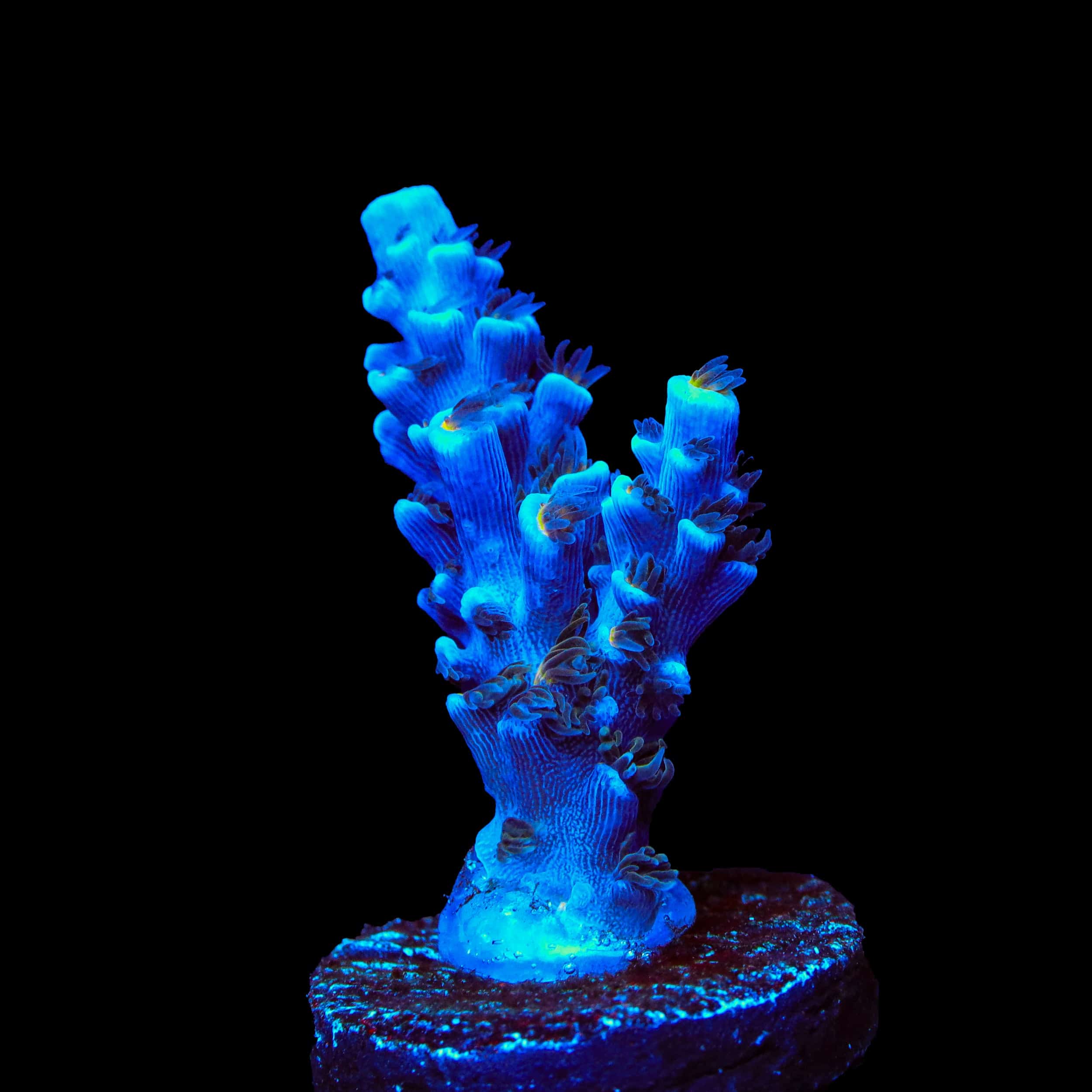 Acropora selago