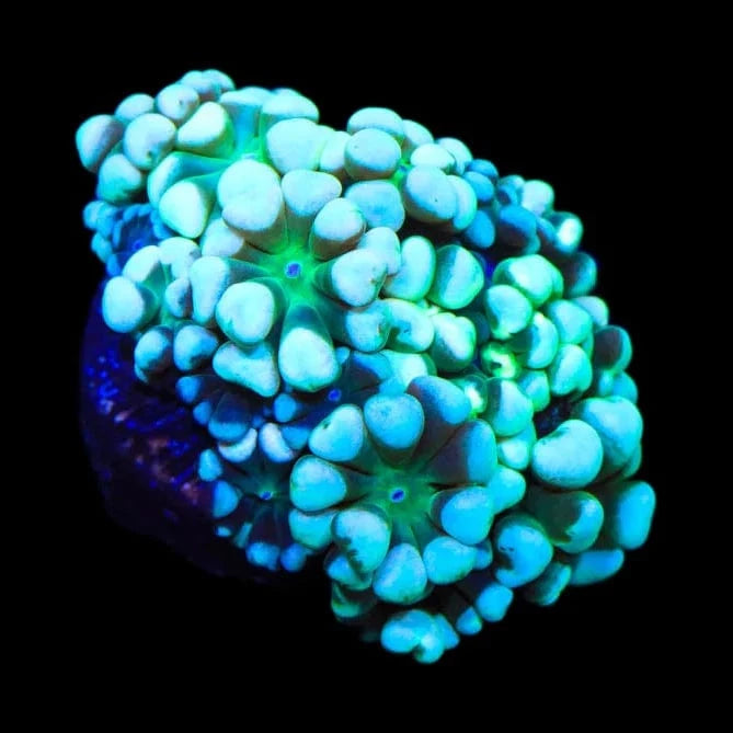 Alveopora